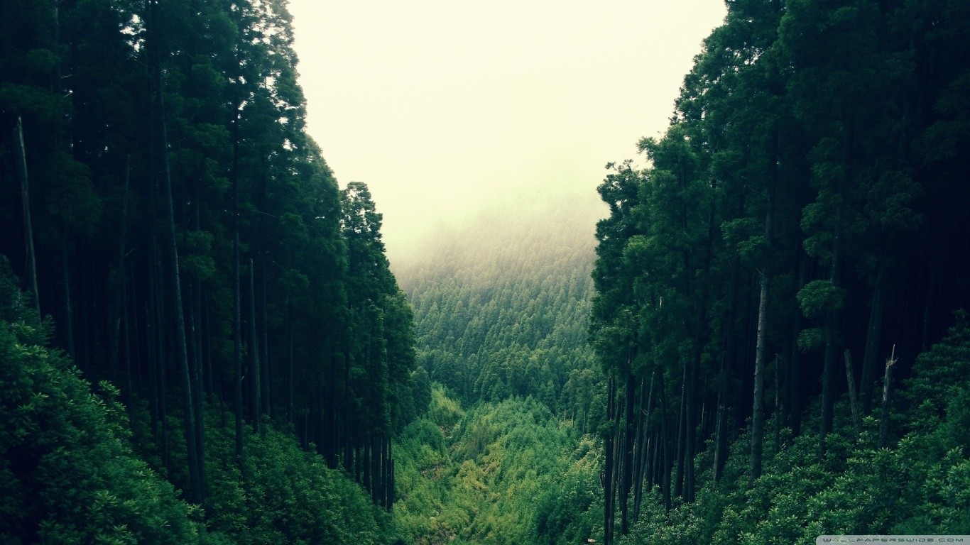 Dense forest with tall trees and misty mountains HD Wallpaper