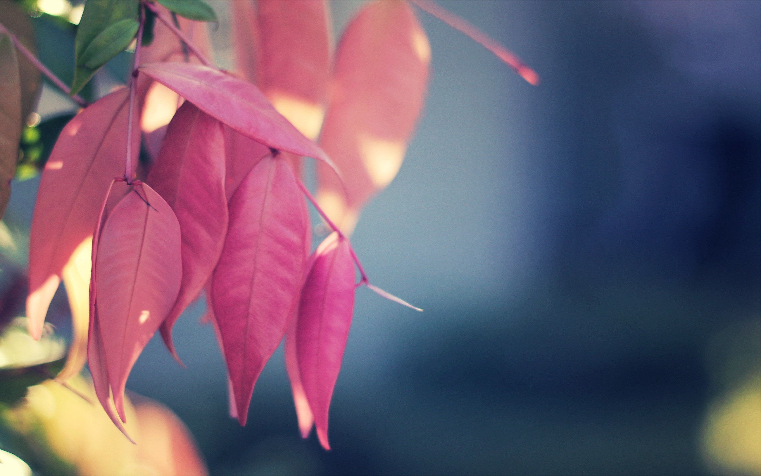 Pink leaves on a branch with blurred background HD Wallpaper