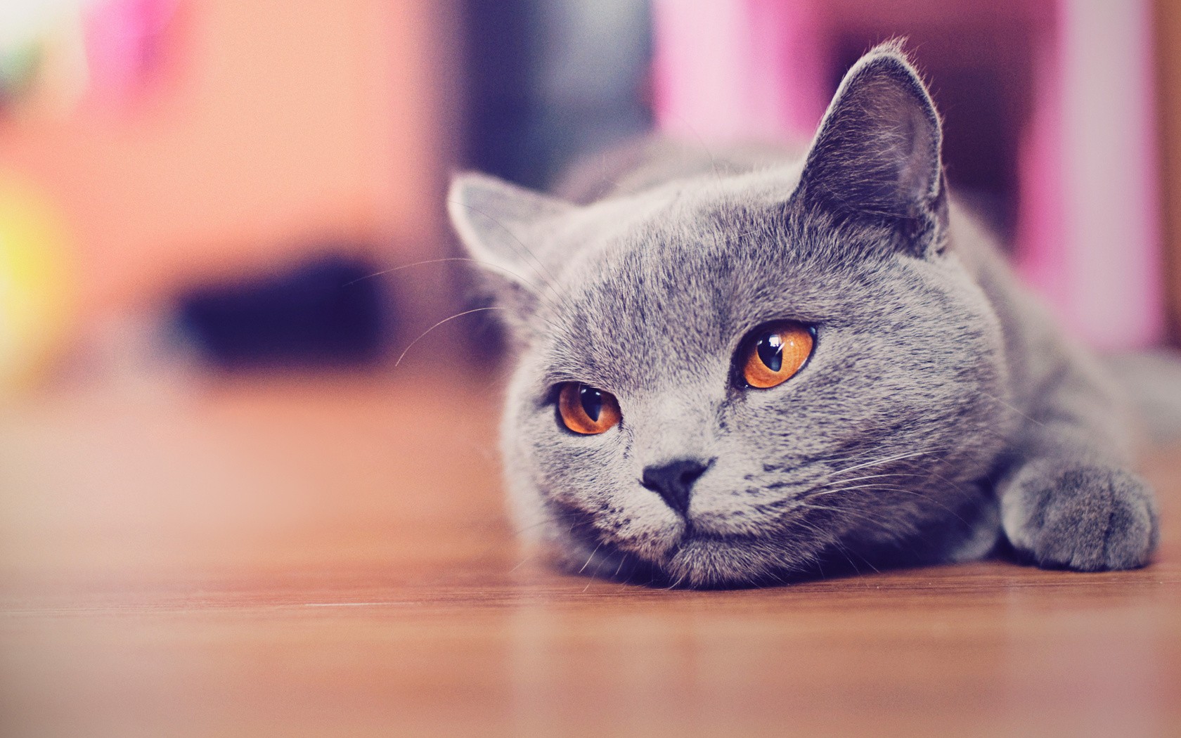 A grey cat with orange eyes lies on a wooden floor HD Wallpaper