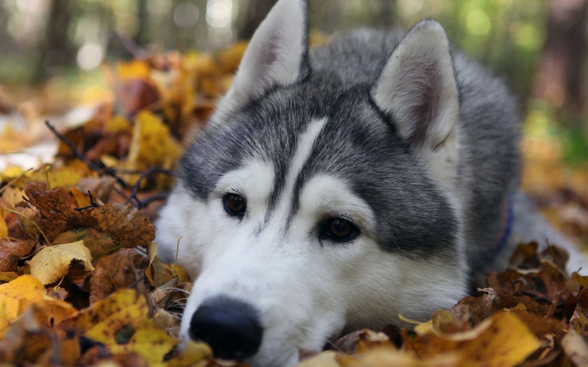 Siberian Husky lying in autumn leaves HD Wallpaper