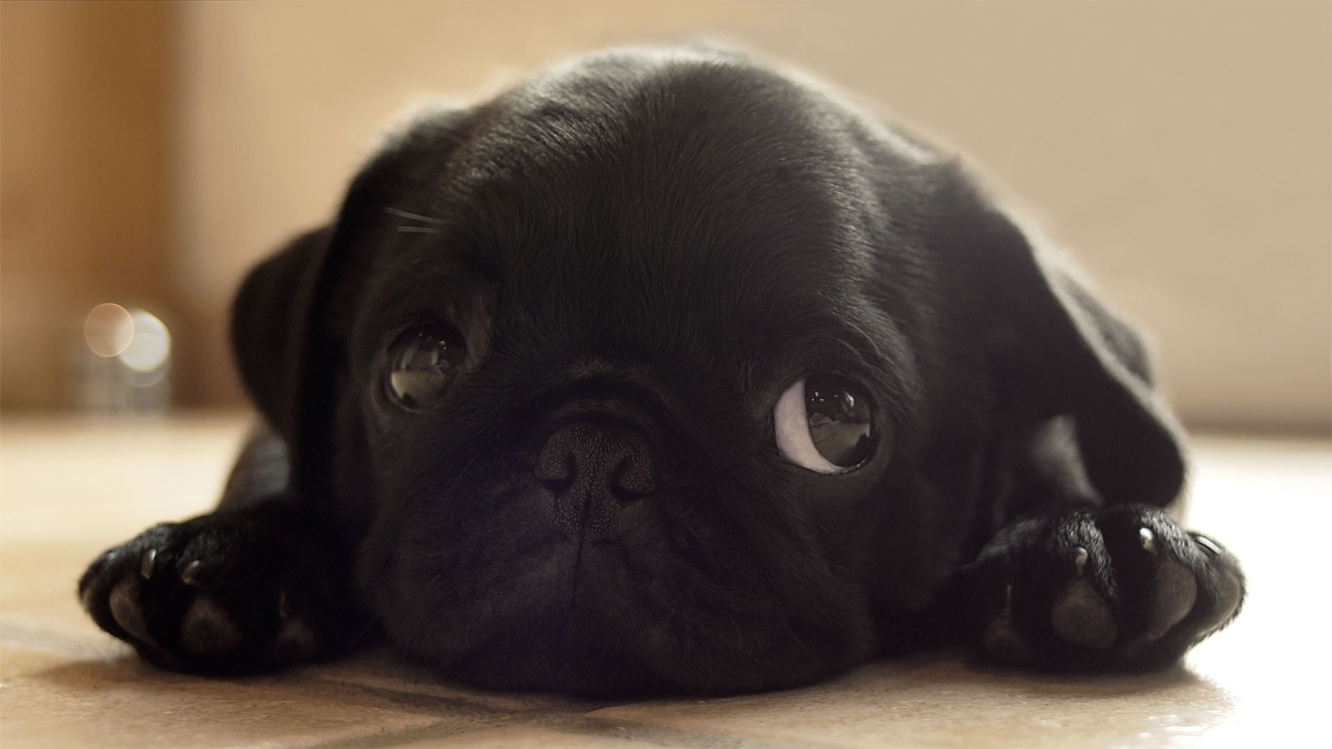 Black Pug Puppy Lying Down HD Wallpaper
