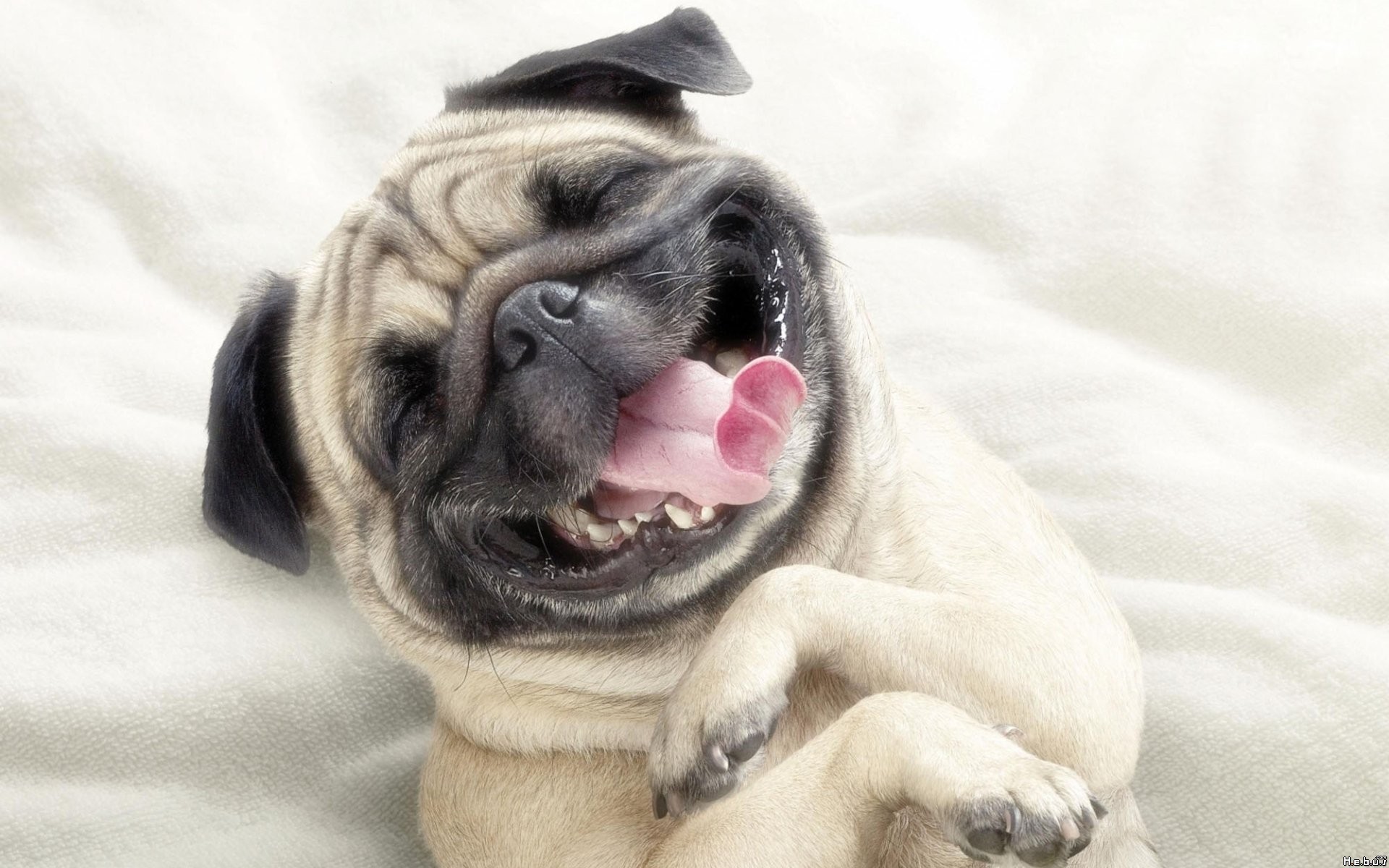 A pug dog with its tongue out HD Wallpaper