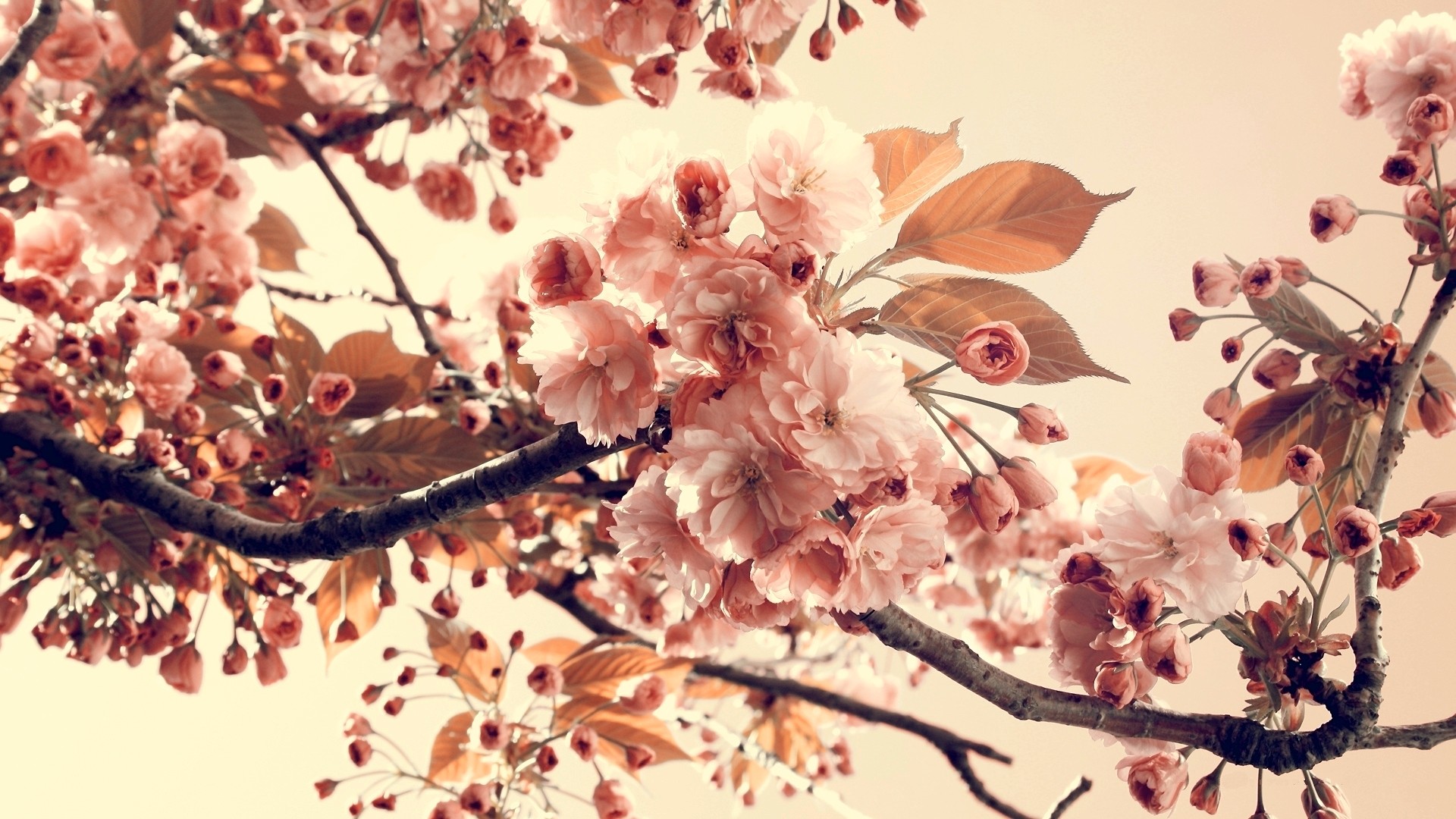 Flowering Branch Nature Photography HD Wallpaper