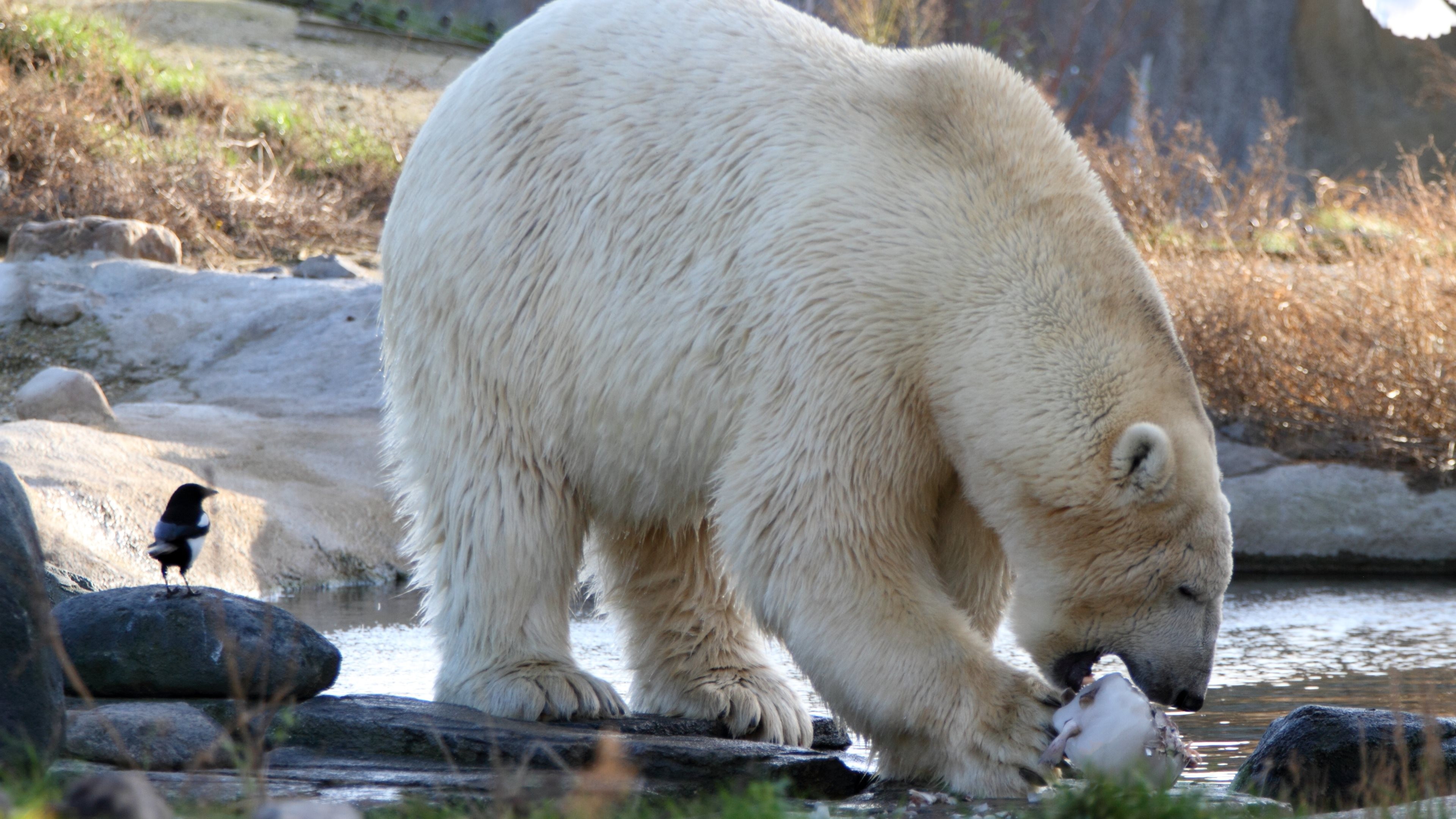 Polar bear eating a fish by the river with a bird HD Wallpaper