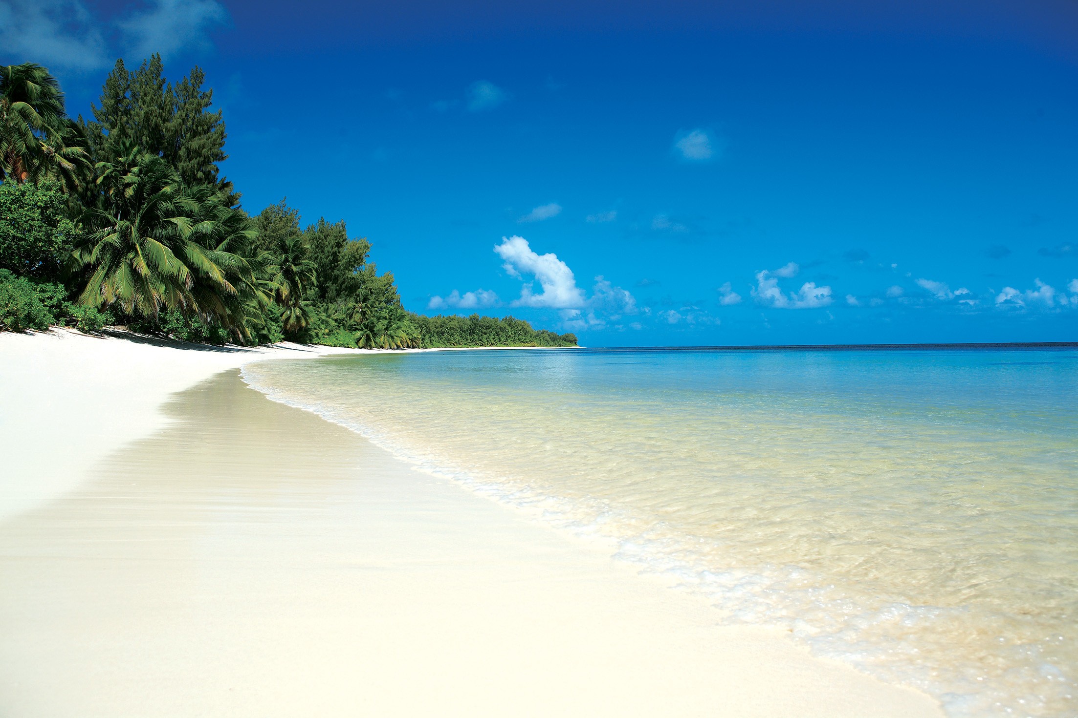 Tropical beach with palm trees and clear blue sea HD Wallpaper