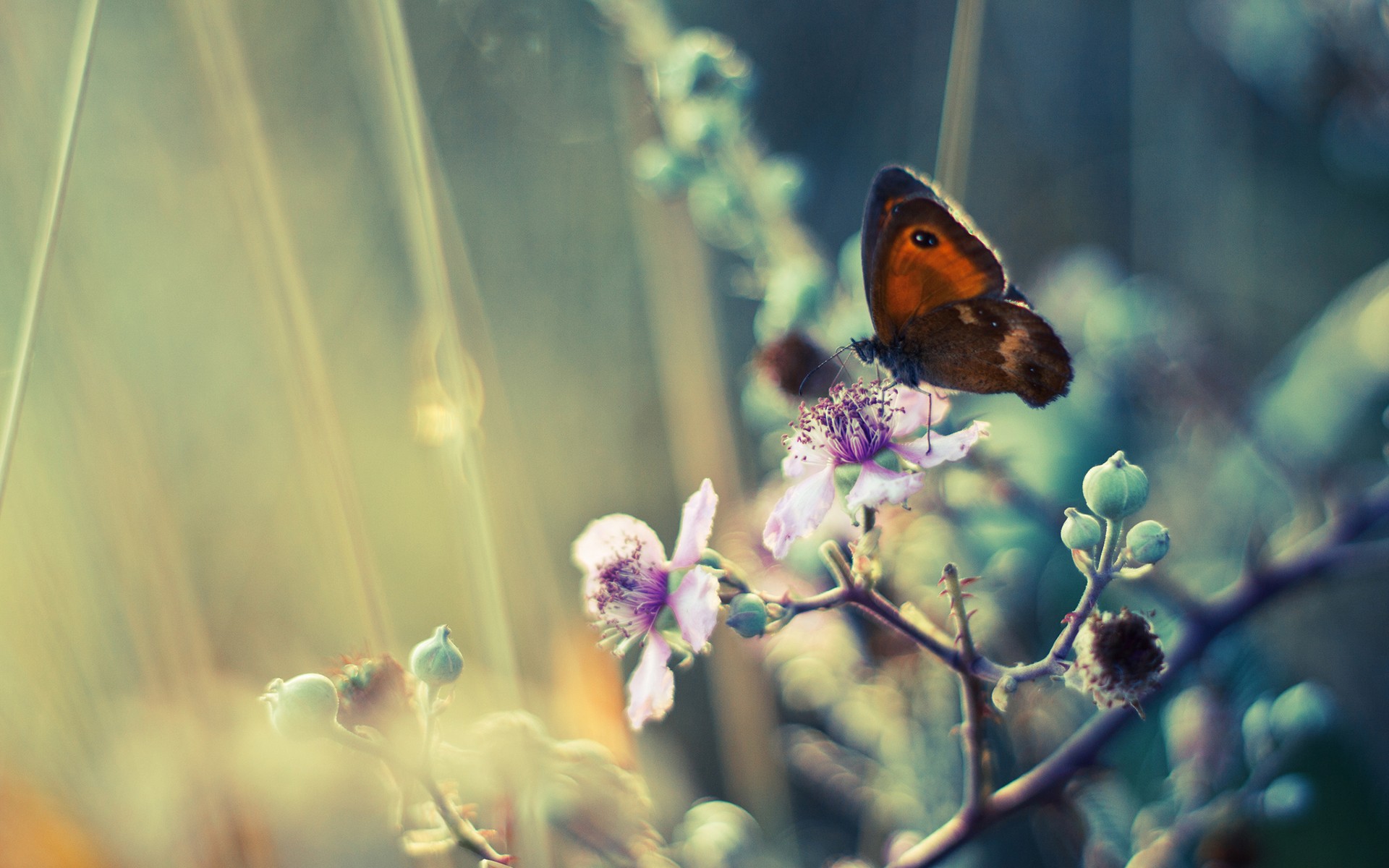Brown butterfly on a purple flower HD Wallpaper