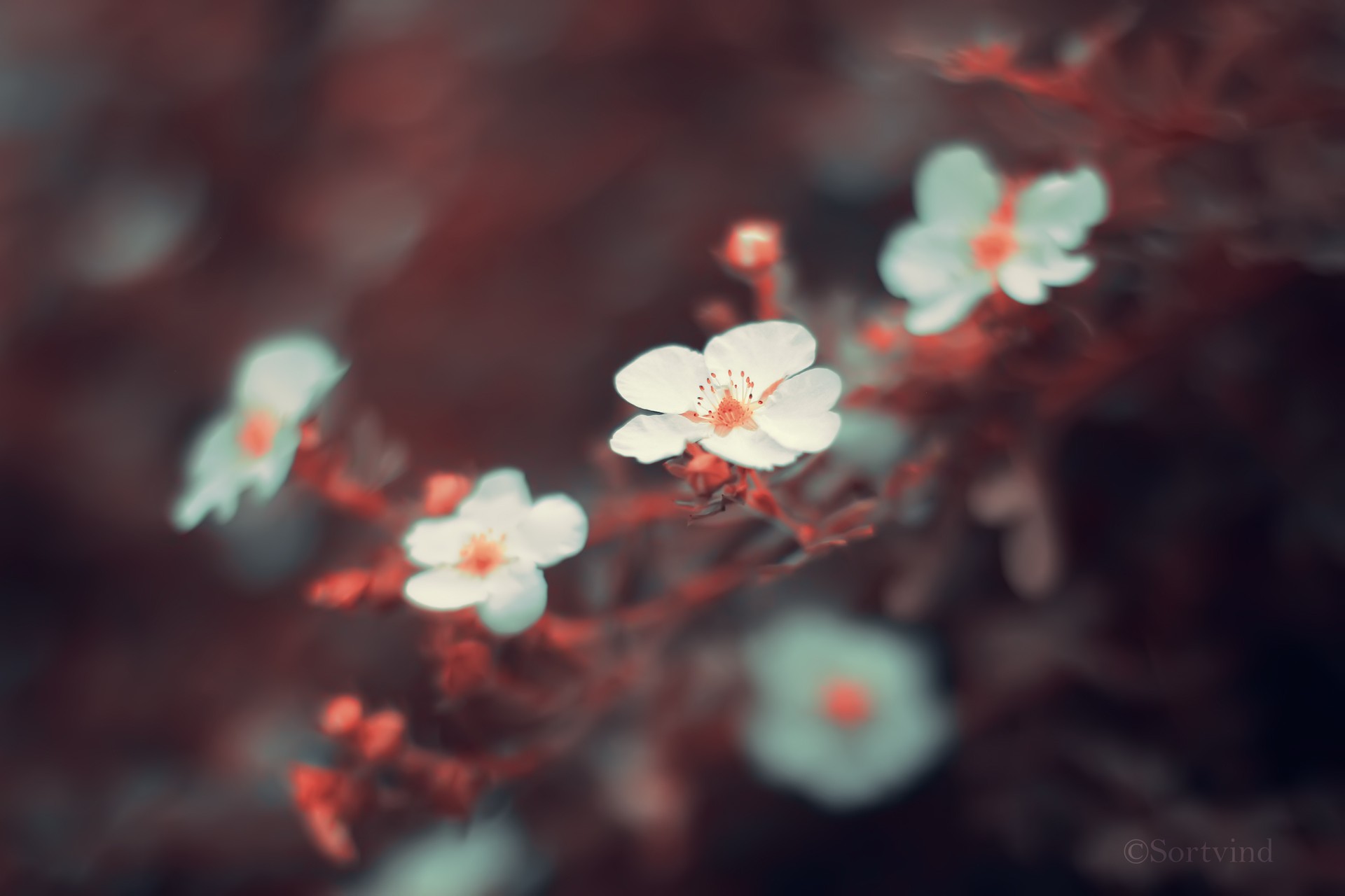 Close-up of delicate white flowers with red stems HD Wallpaper