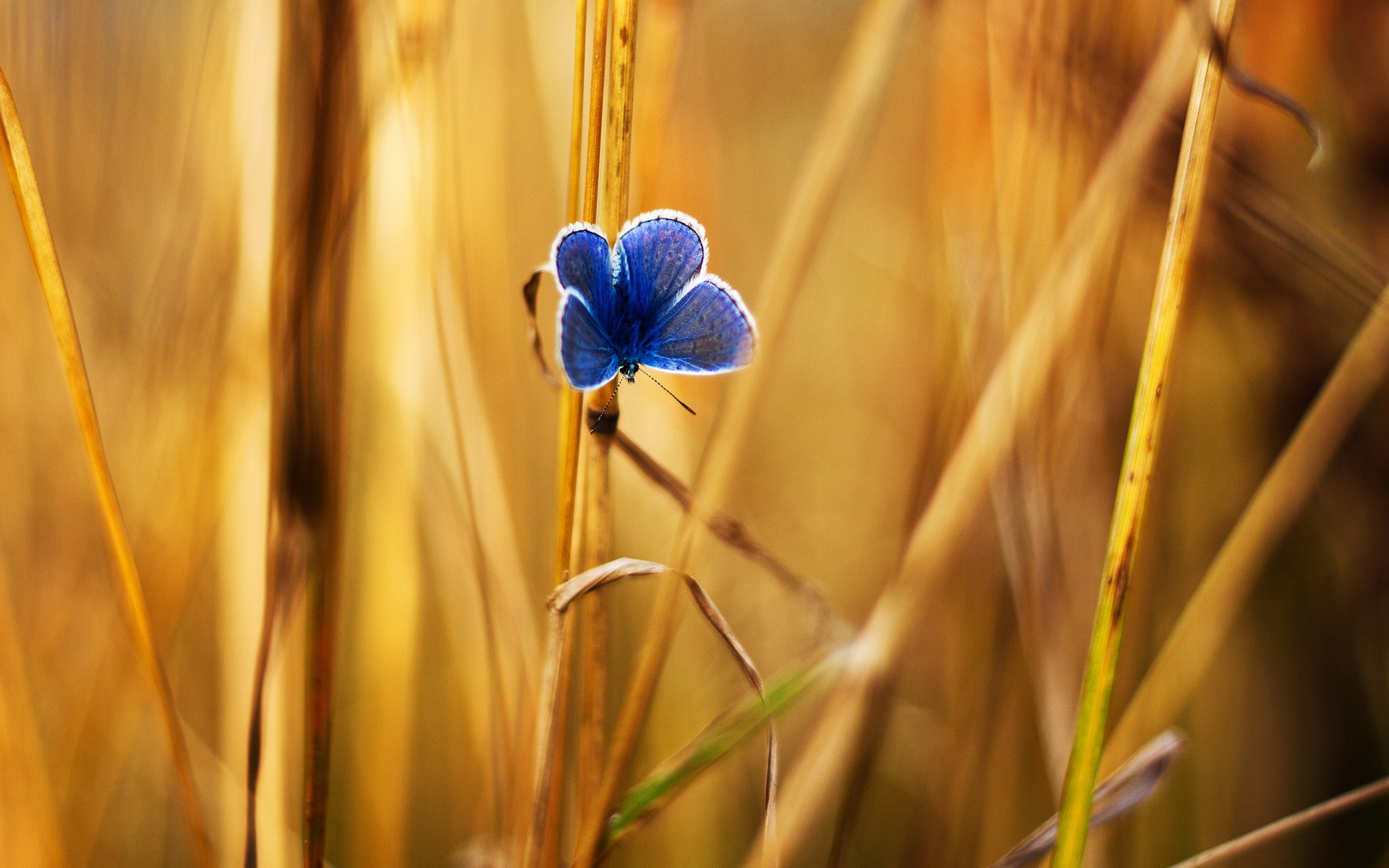 A blue butterfly rests on a dry plant stalk HD Wallpaper