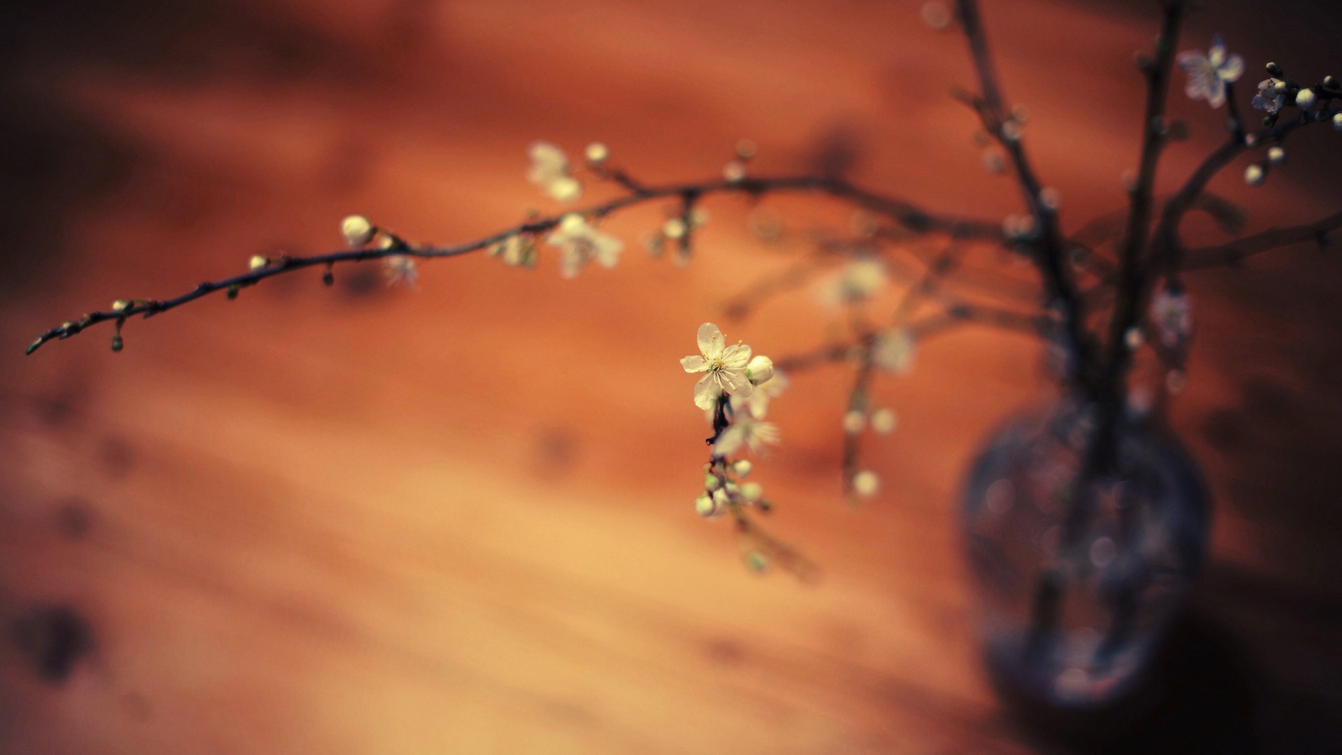 Close-up of delicate white flowers on branches in a vase HD Wallpaper
