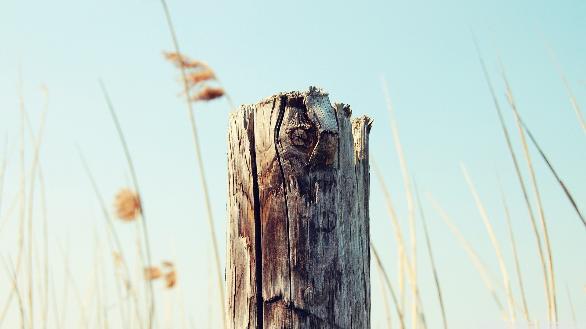 Weathered wooden post in tall dry grass HD Wallpaper