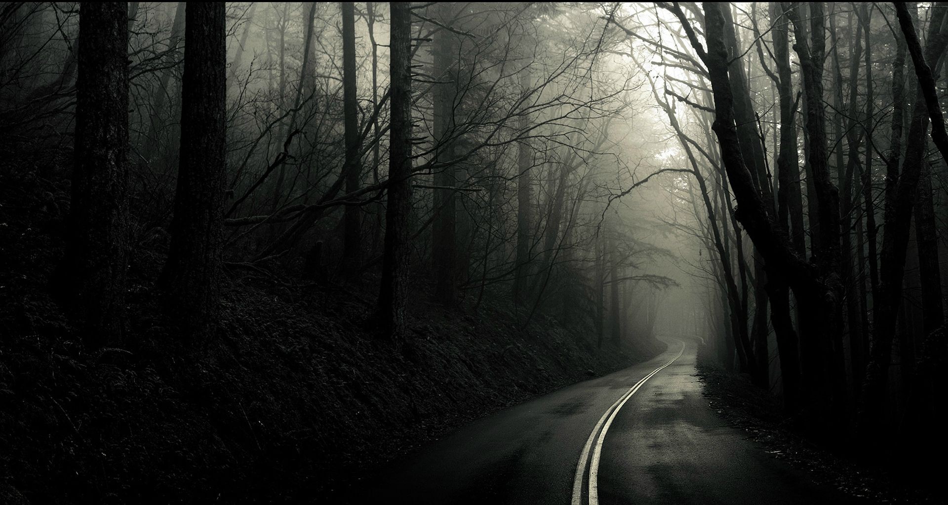 Dark, misty road through a monochrome forest HD Wallpaper