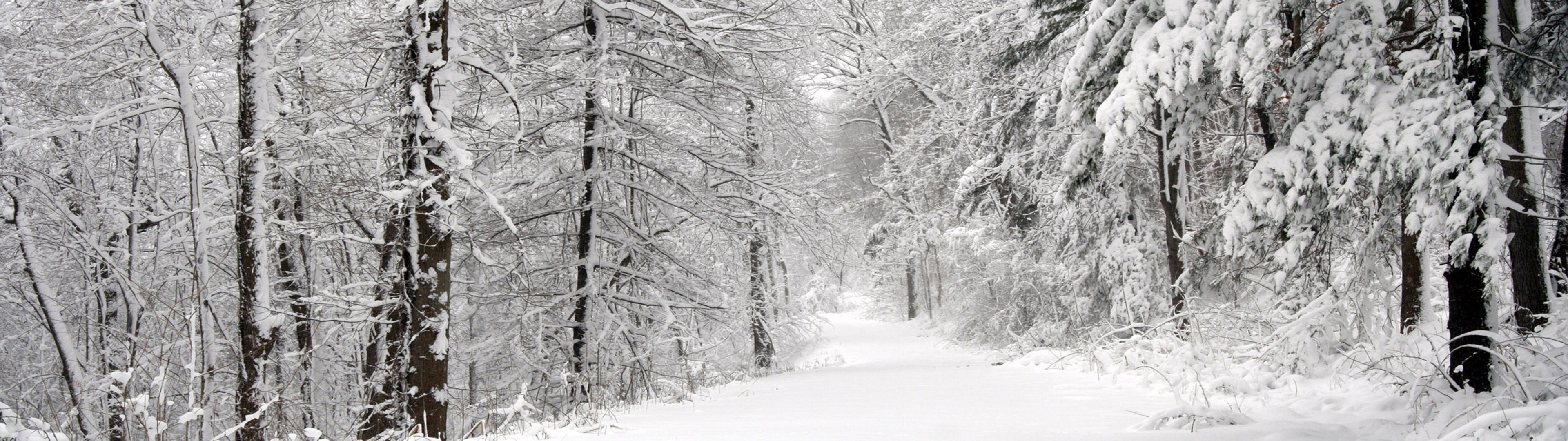Snow-covered trees line a path in a winter forest. HD Wallpaper