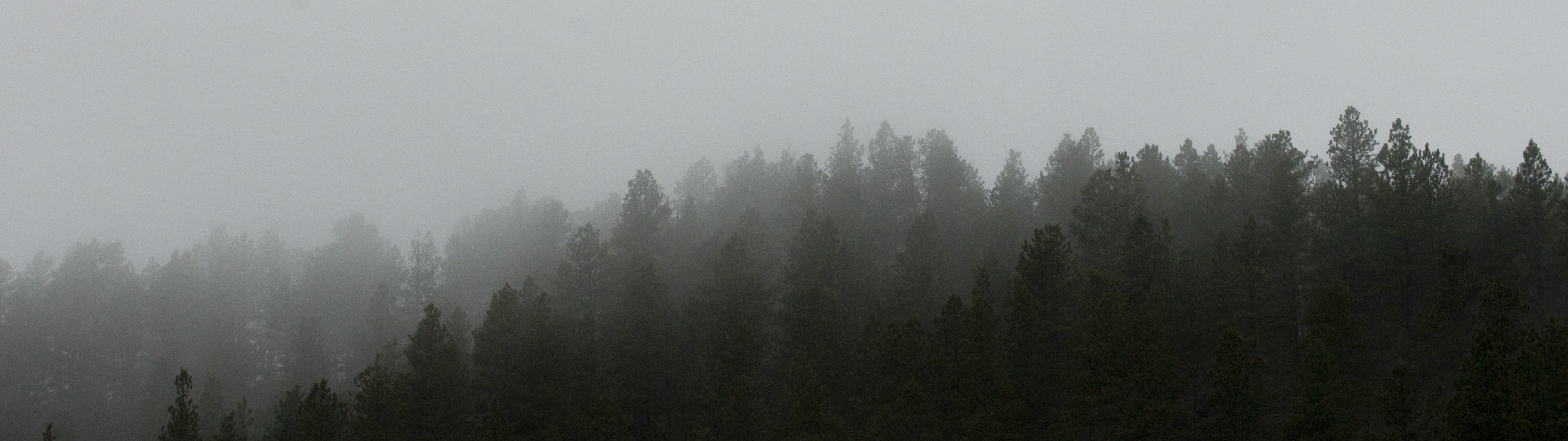 Misty forest landscape with pine trees HD Wallpaper