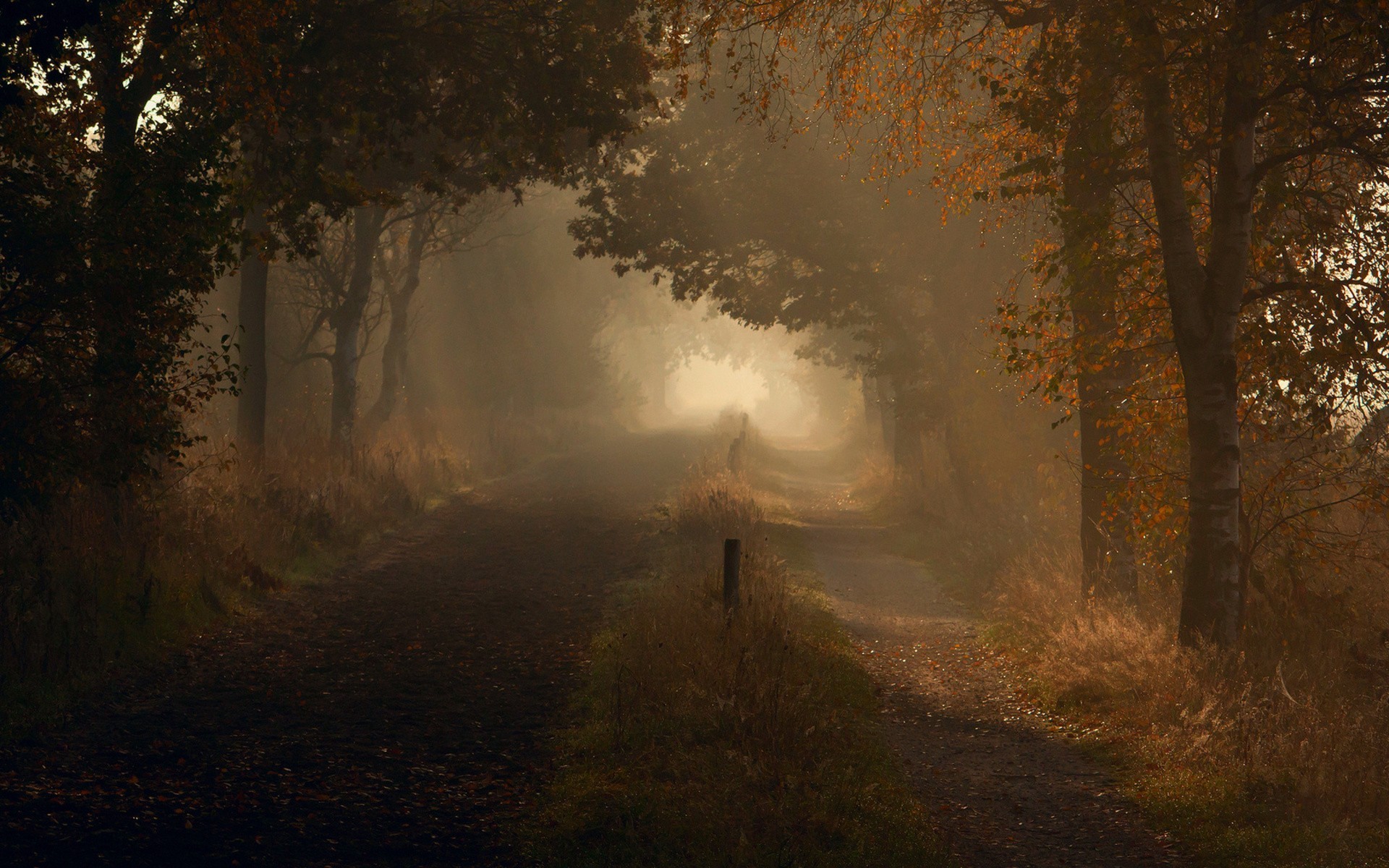 A foggy path through autumn trees HD Wallpaper
