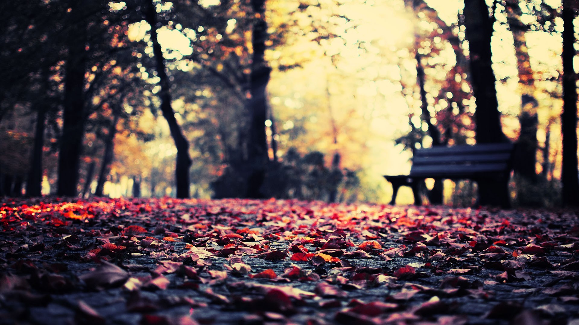 Autumn park path covered in fallen leaves with a bench HD Wallpaper