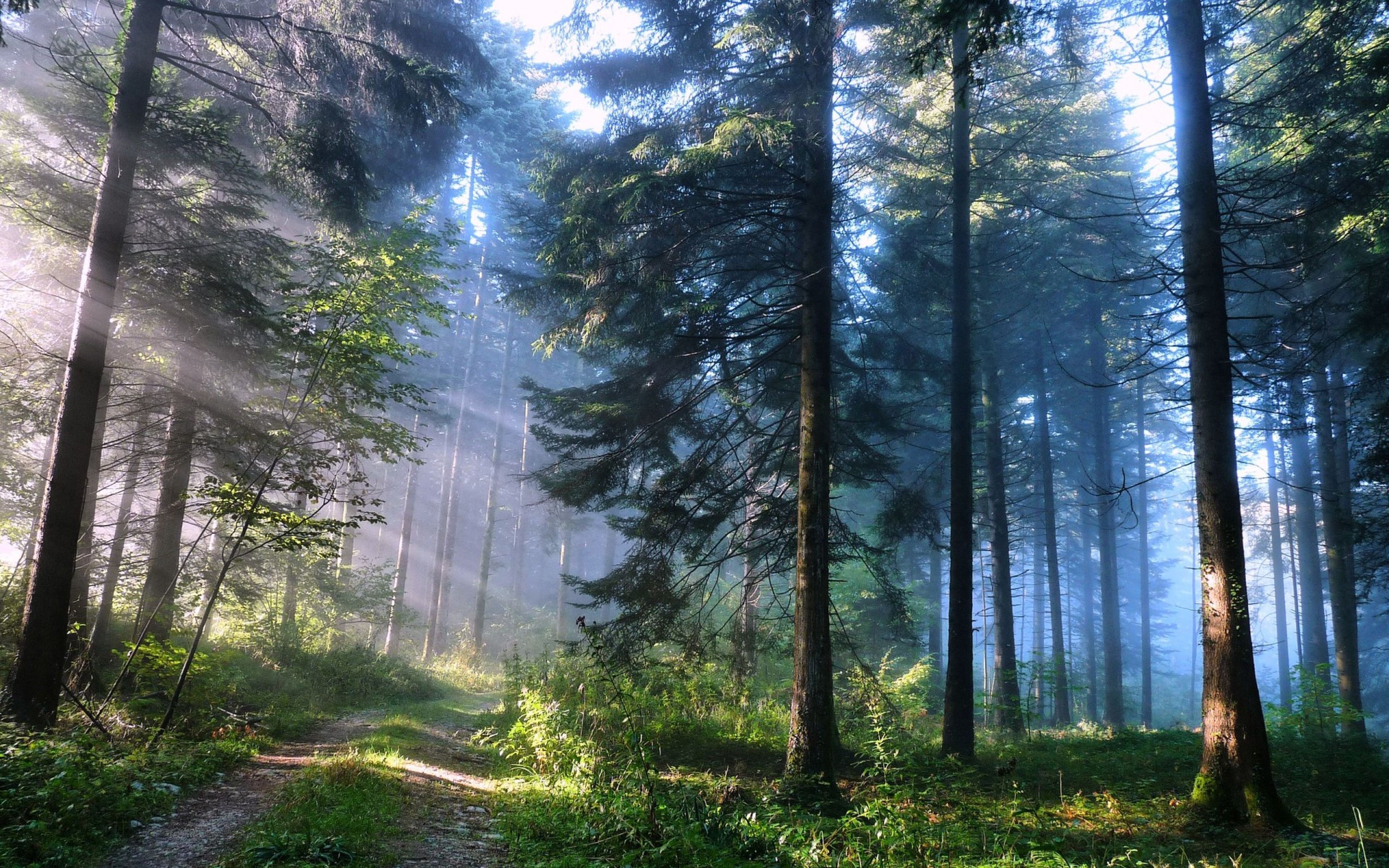 Sunbeams filtering through a forest with a dirt path HD Wallpaper