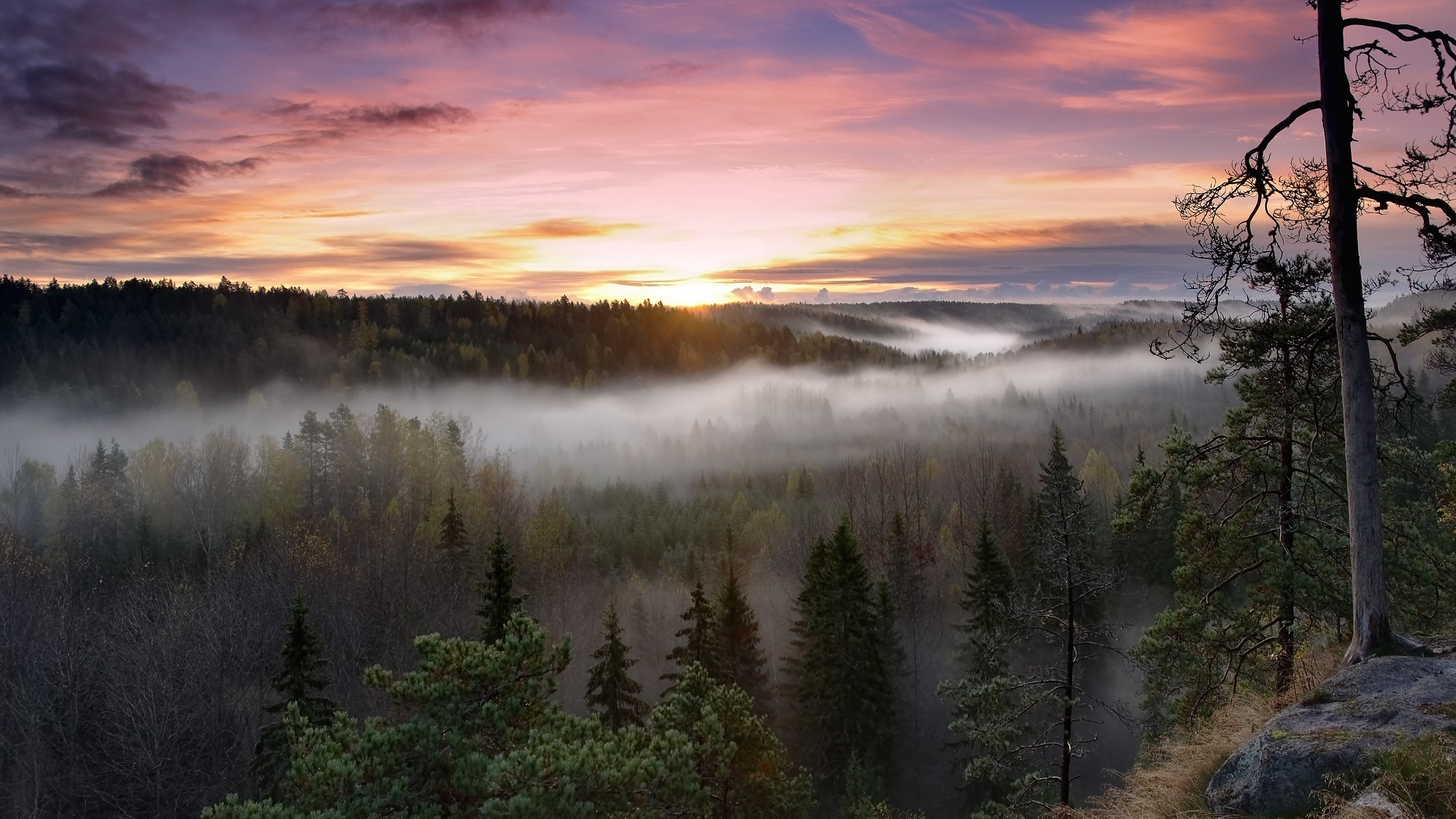Sunset over misty forest in Nuuksio National Park, Finland HD Wallpaper