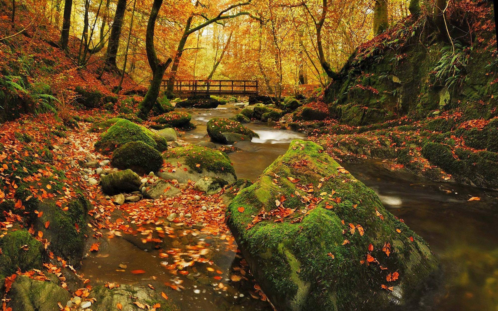 Autumn forest with a stream and a wooden bridge HD Wallpaper