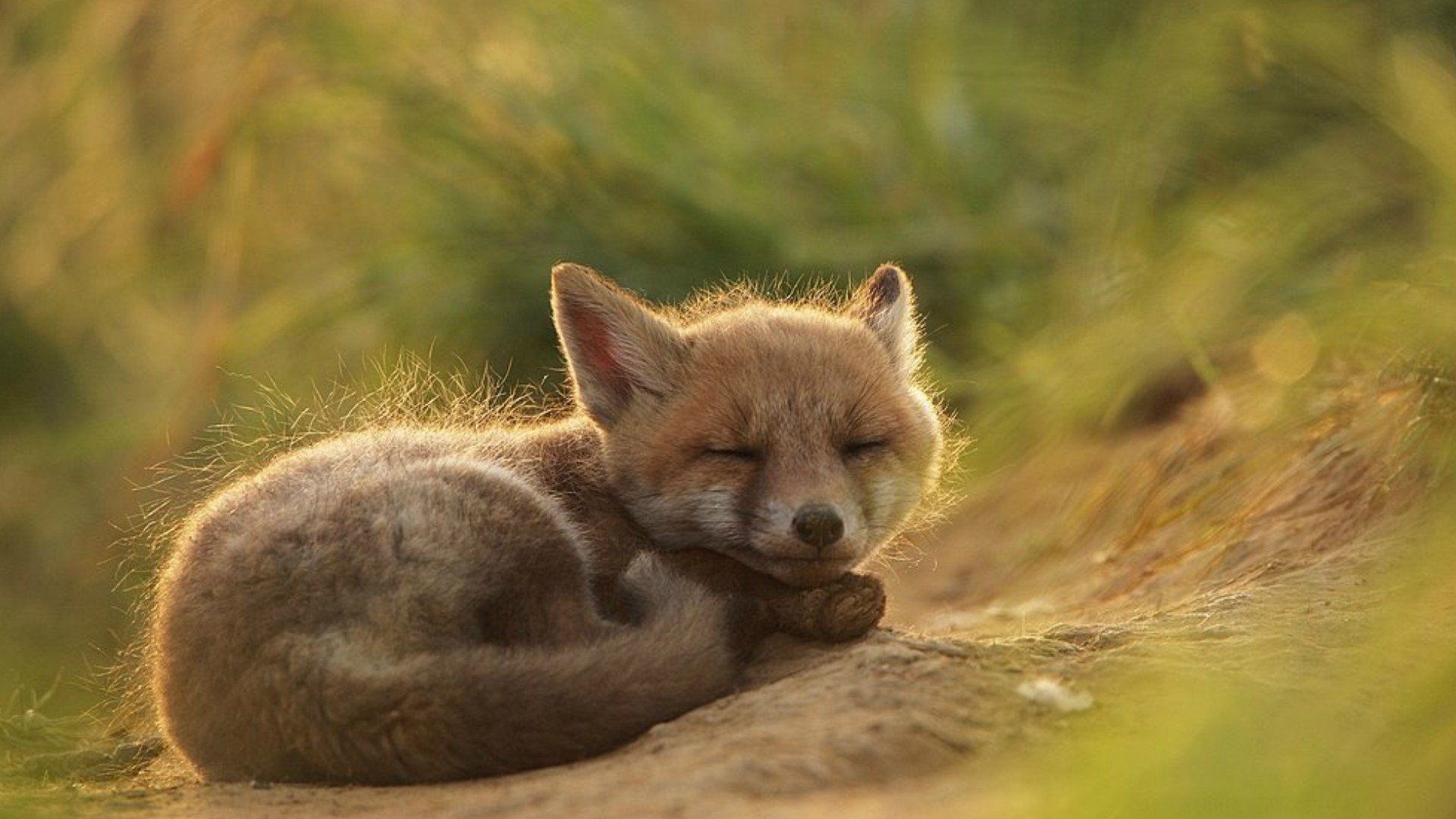 A sleeping fox cub in the grass HD Wallpaper