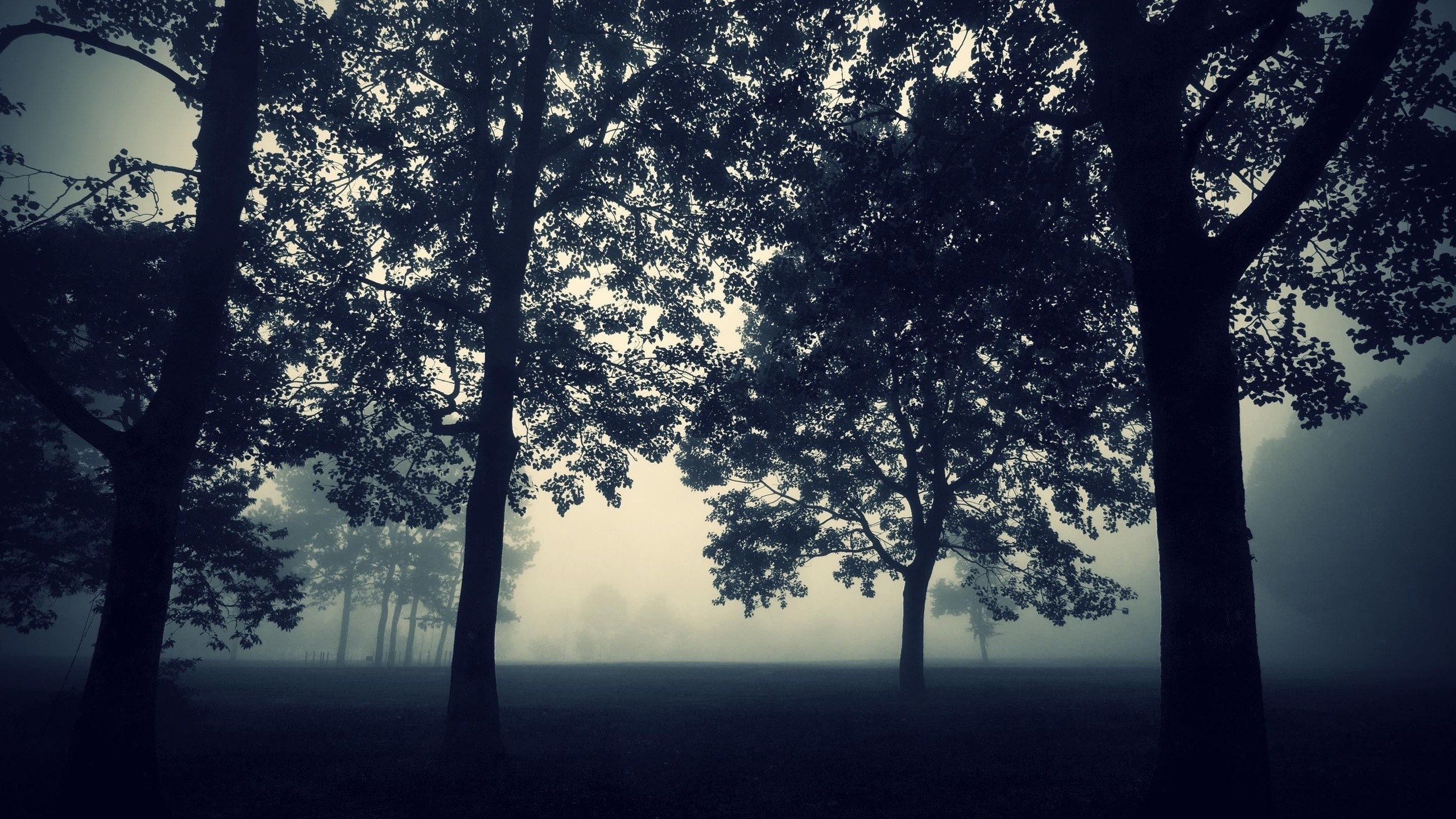 Trees in a foggy landscape HD Wallpaper