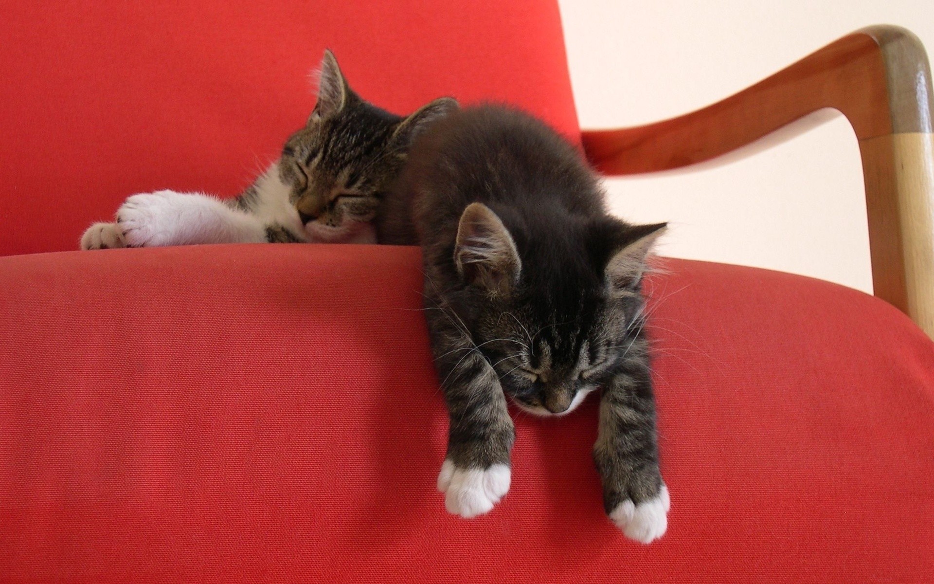 Two tabby kittens sleeping on a red chair HD Wallpaper
