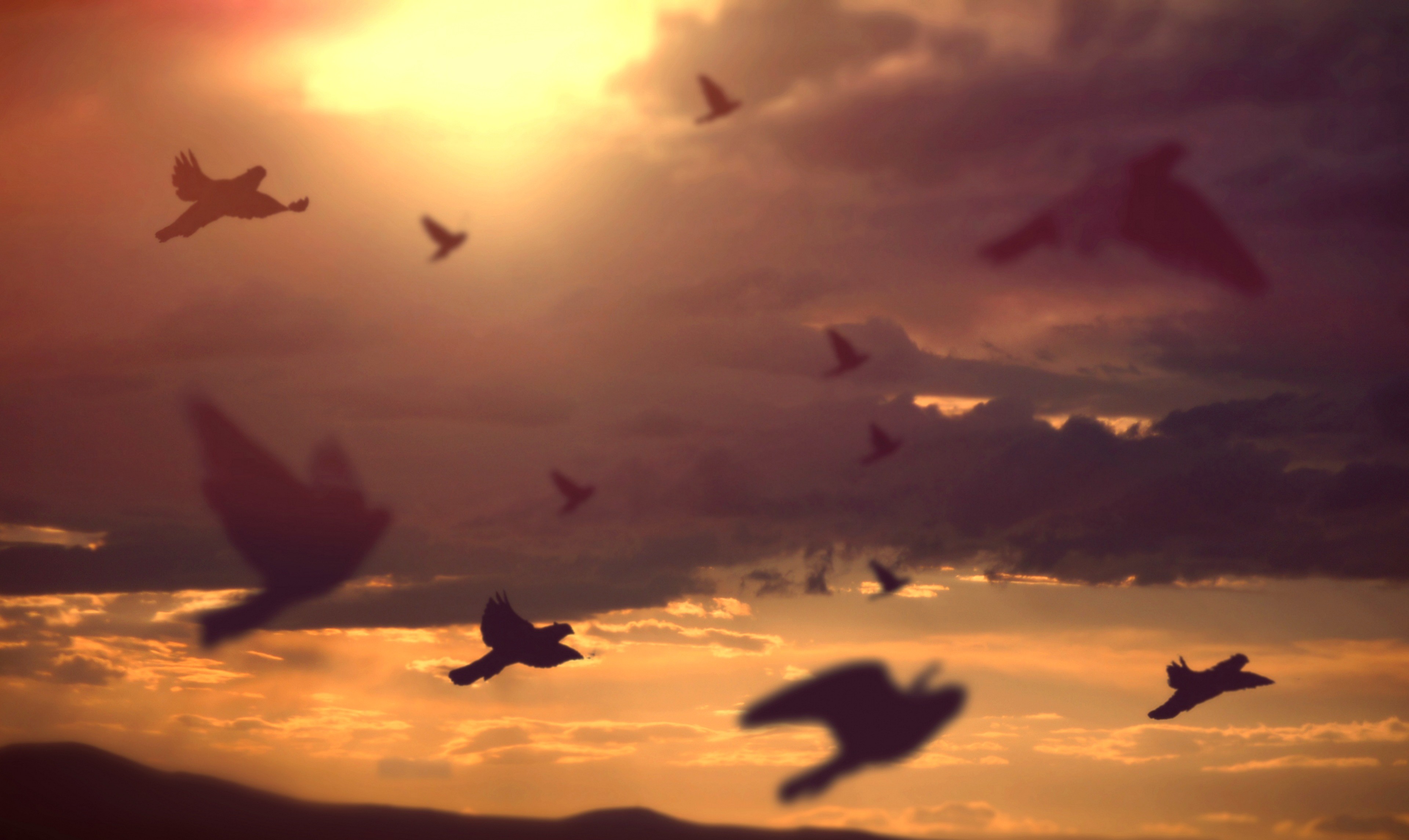 Silhouettes of birds flying against a sunset sky HD Wallpaper