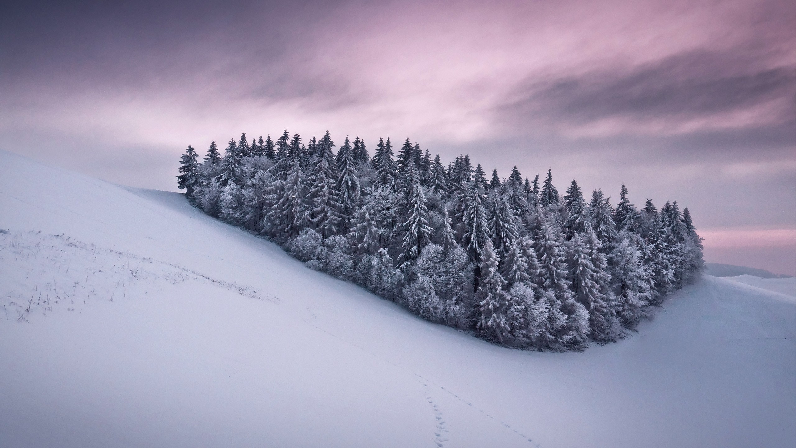 Snow-covered trees on a winter landscape under a pink sky HD Wallpaper