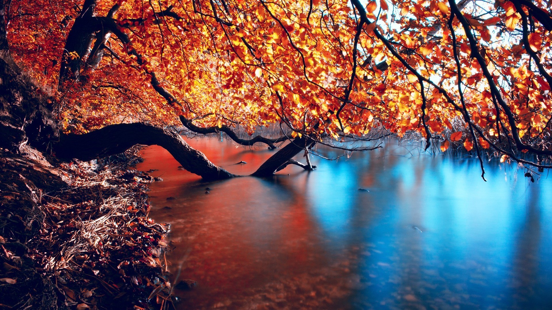 Autumn tree branches over a river HD Wallpaper