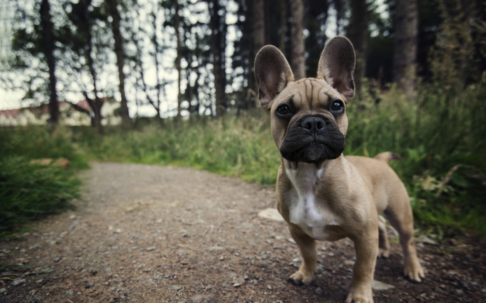 French Bulldog puppy on a dirt path in the woods HD Wallpaper