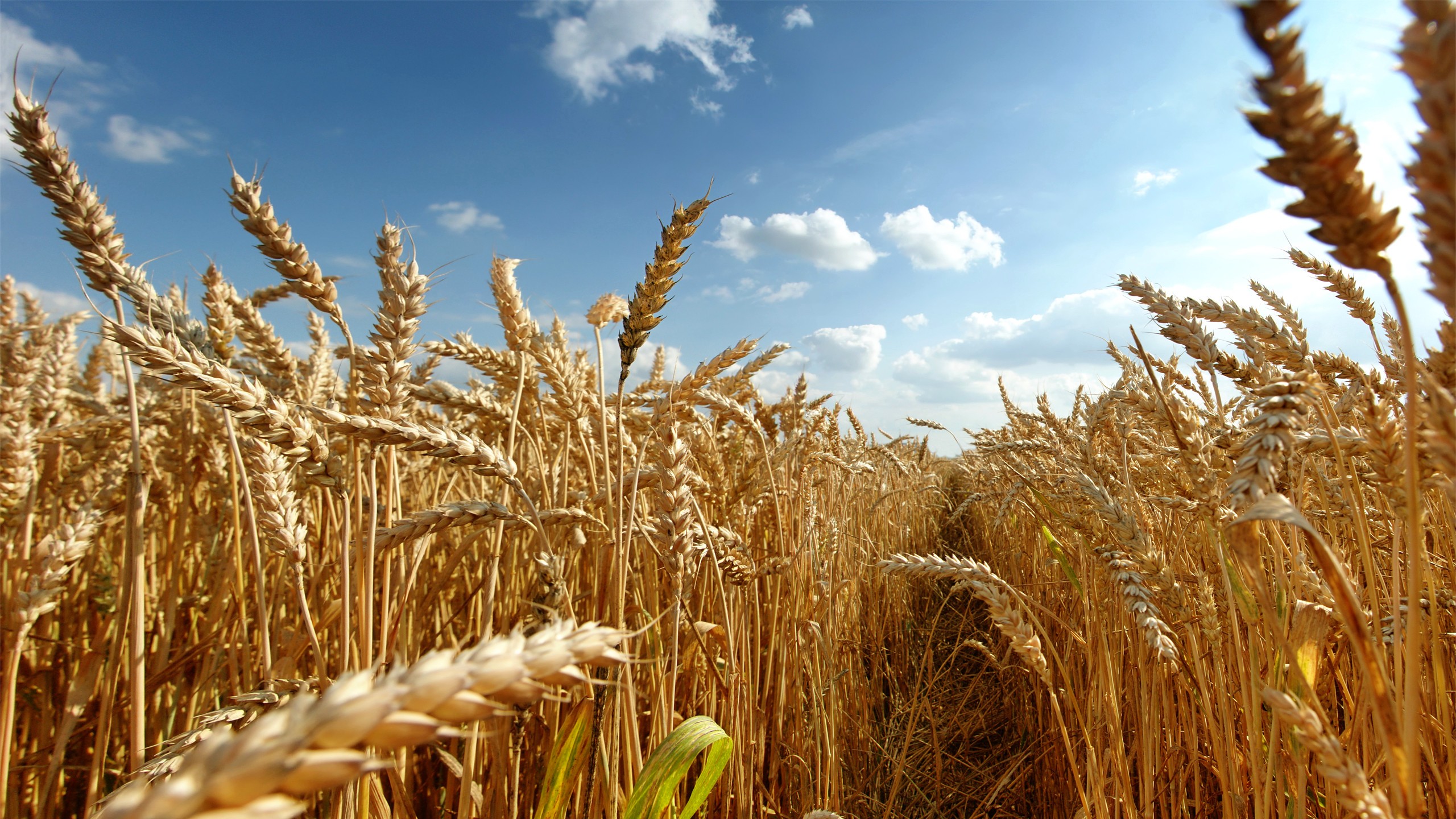 Golden wheat field under a blue sky HD Wallpaper