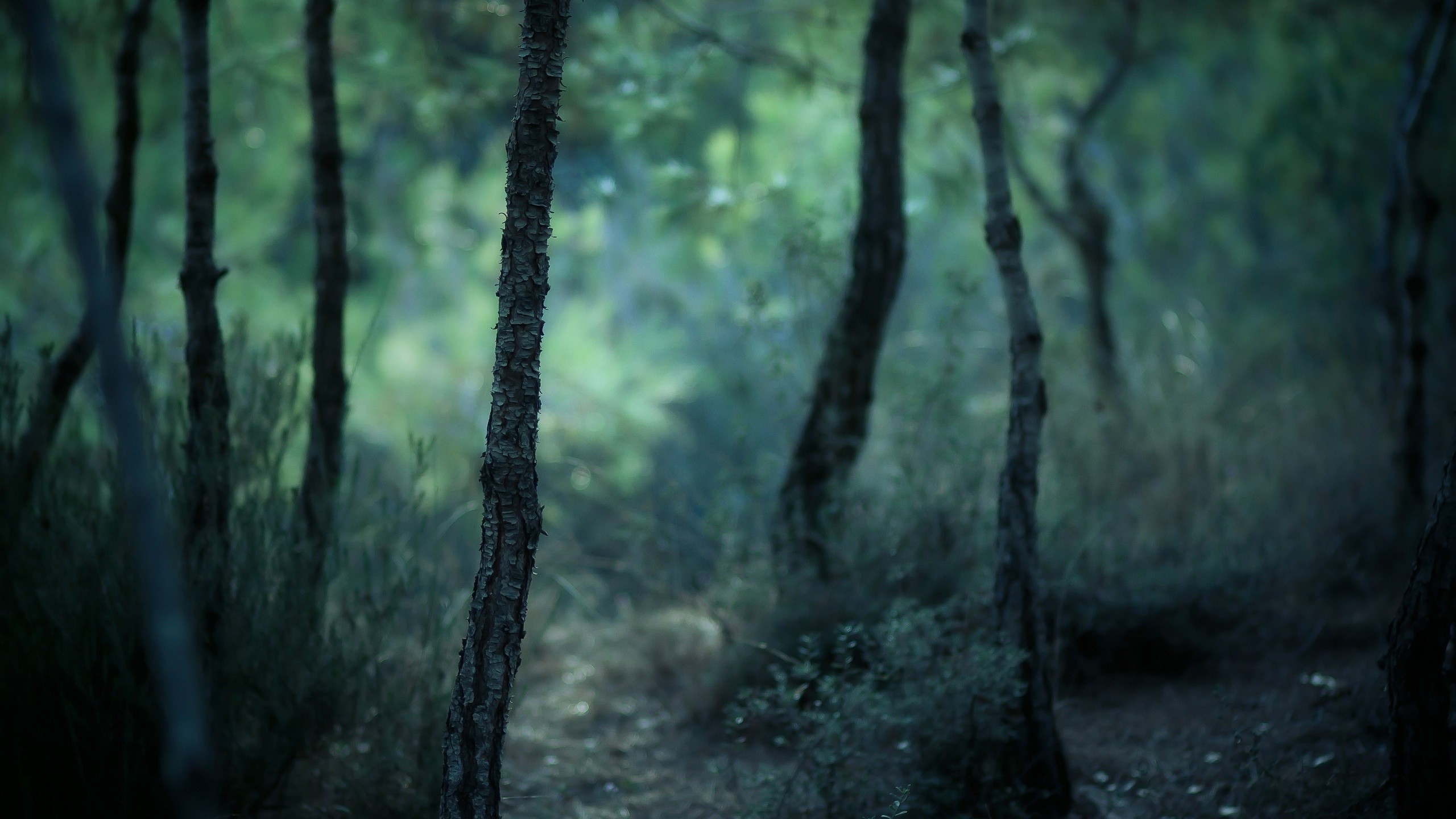 A dark and moody forest with tall trees HD Wallpaper