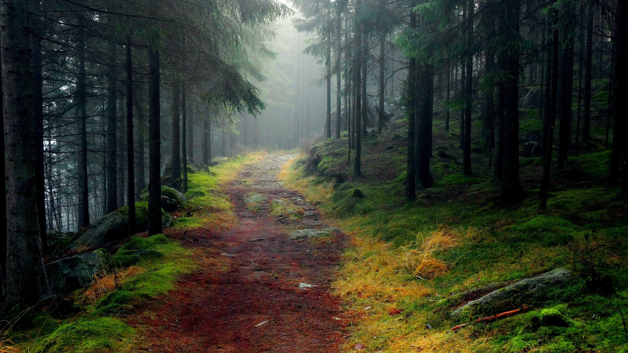 A dirt path winds through a misty forest. HD Wallpaper
