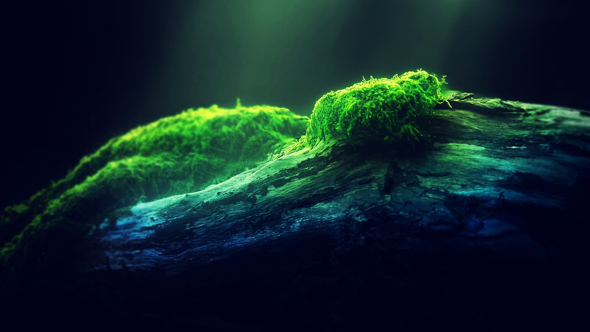 Moss growing on a log in dark forest HD Wallpaper