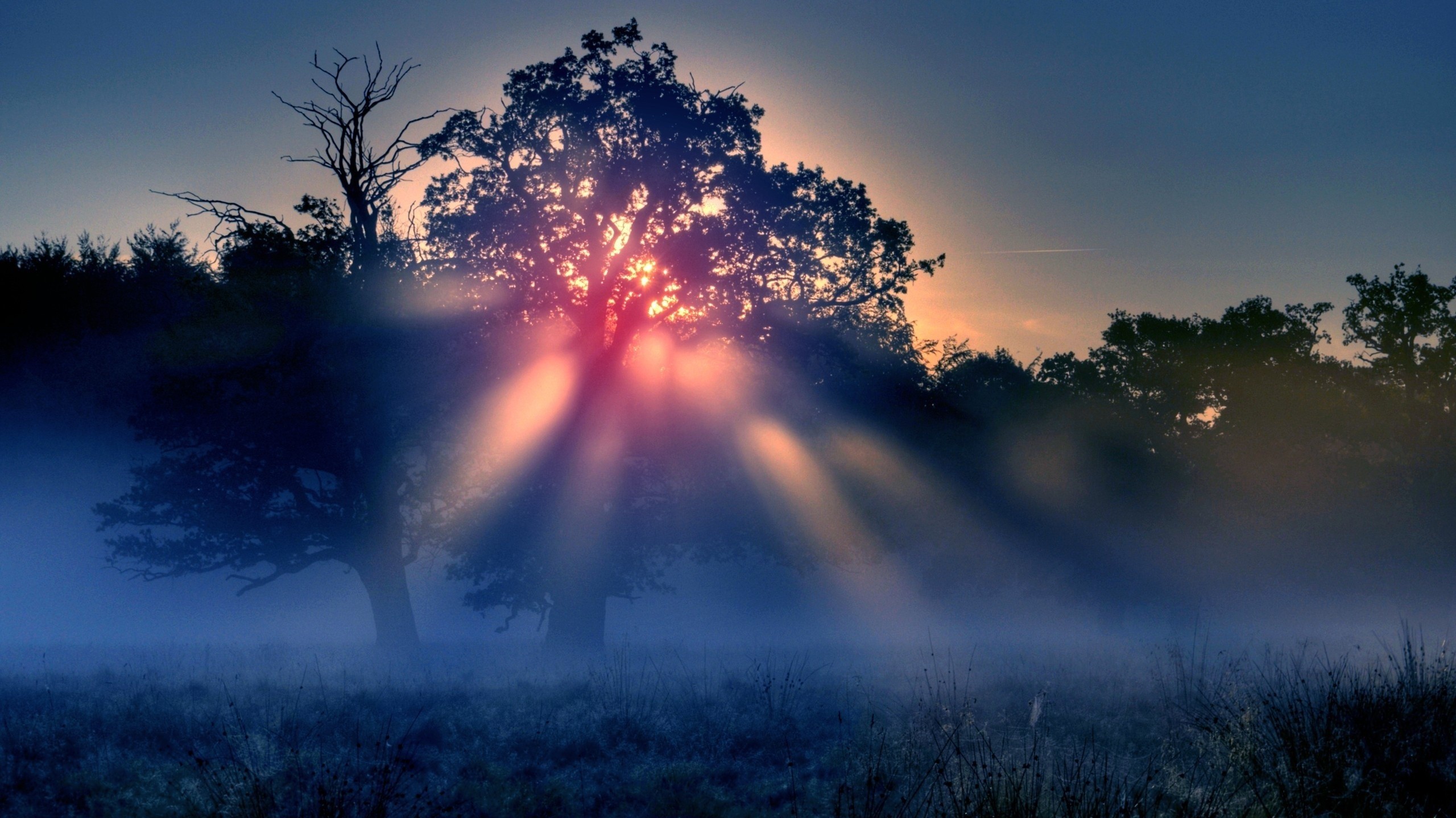 Sunlight beams through trees in a misty landscape HD Wallpaper