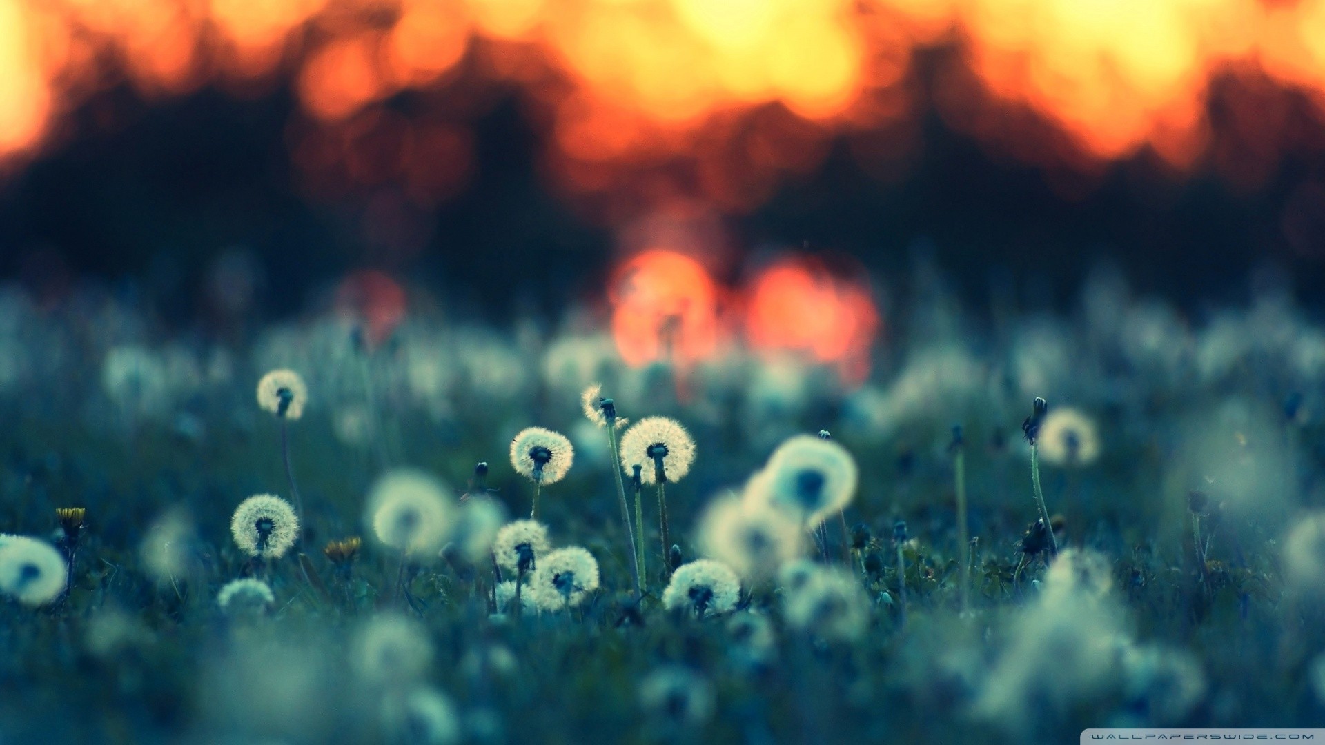 Dandelions in a field at sunset HD Wallpaper