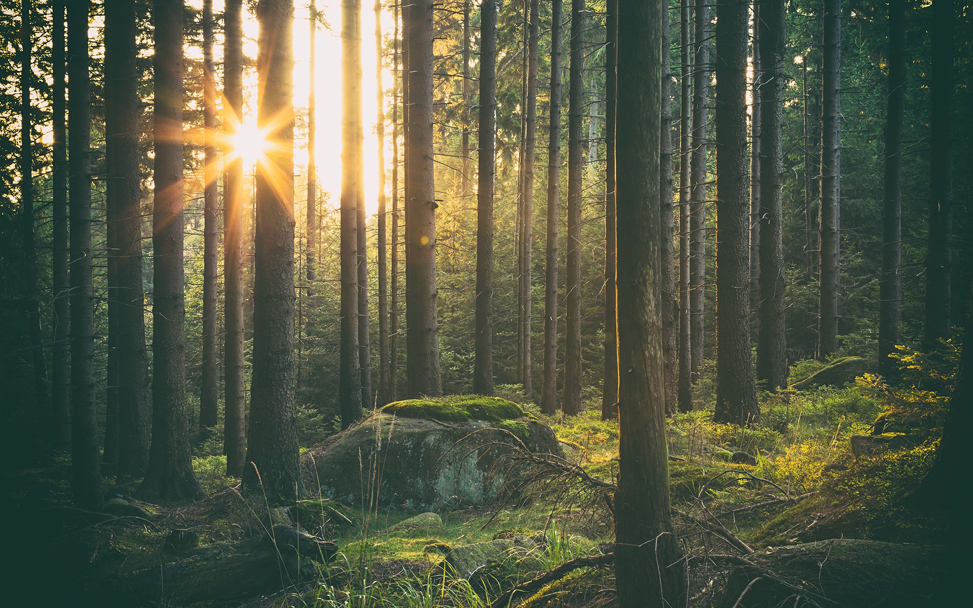 Sunlight streaming through a dense forest with tall trees HD Wallpaper