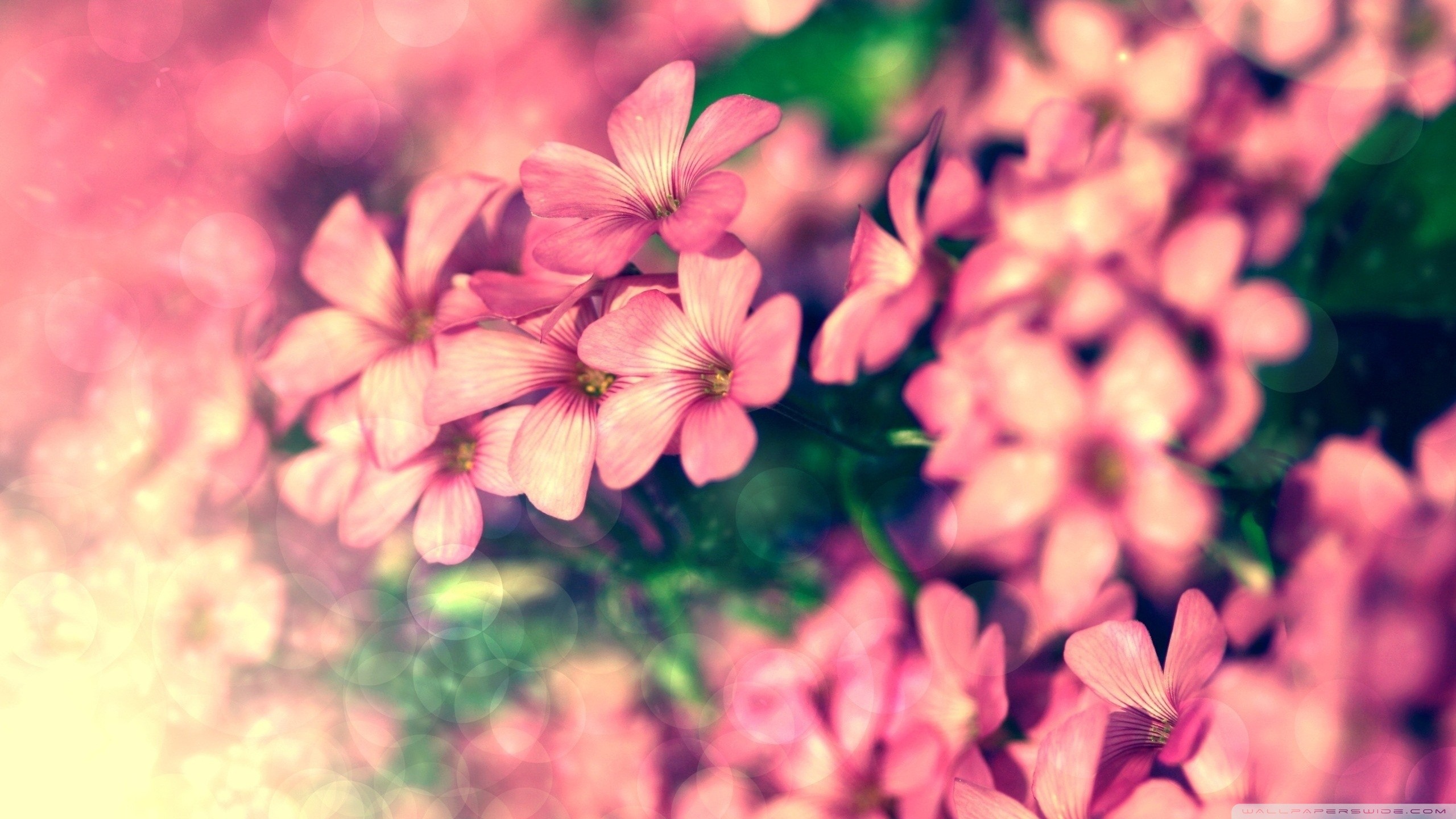 Pink flowers with bokeh effect HD Wallpaper