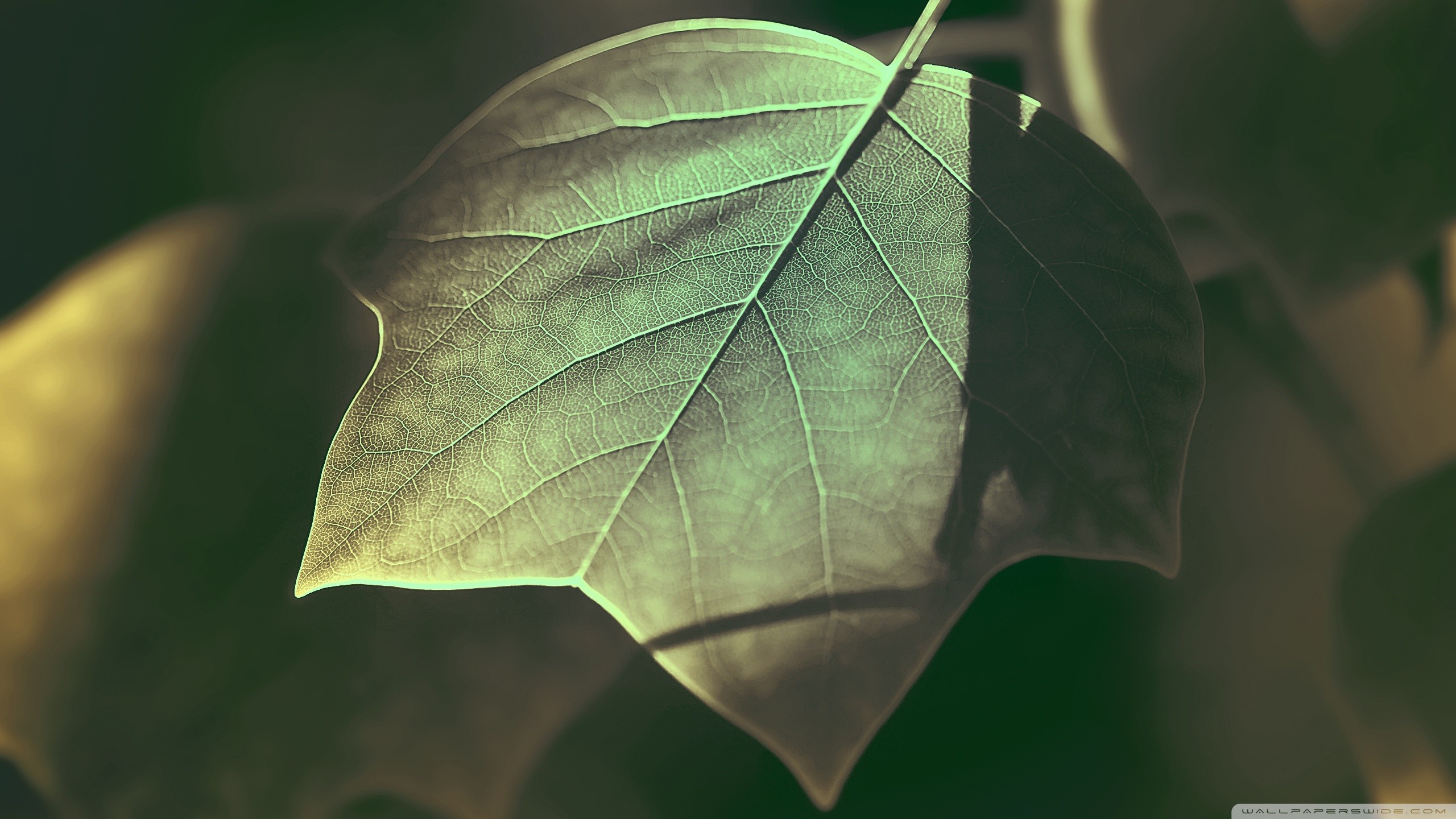 Close-up of a green leaf with visible veins HD Wallpaper