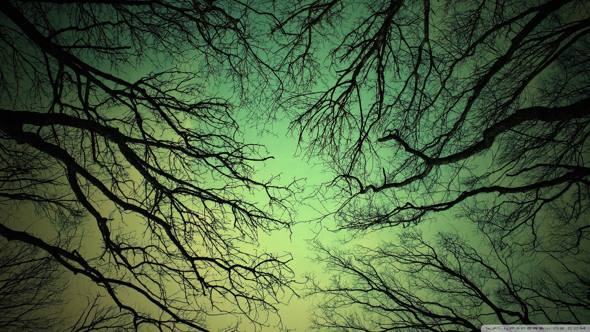 Bare tree branches against a gradient sky HD Wallpaper
