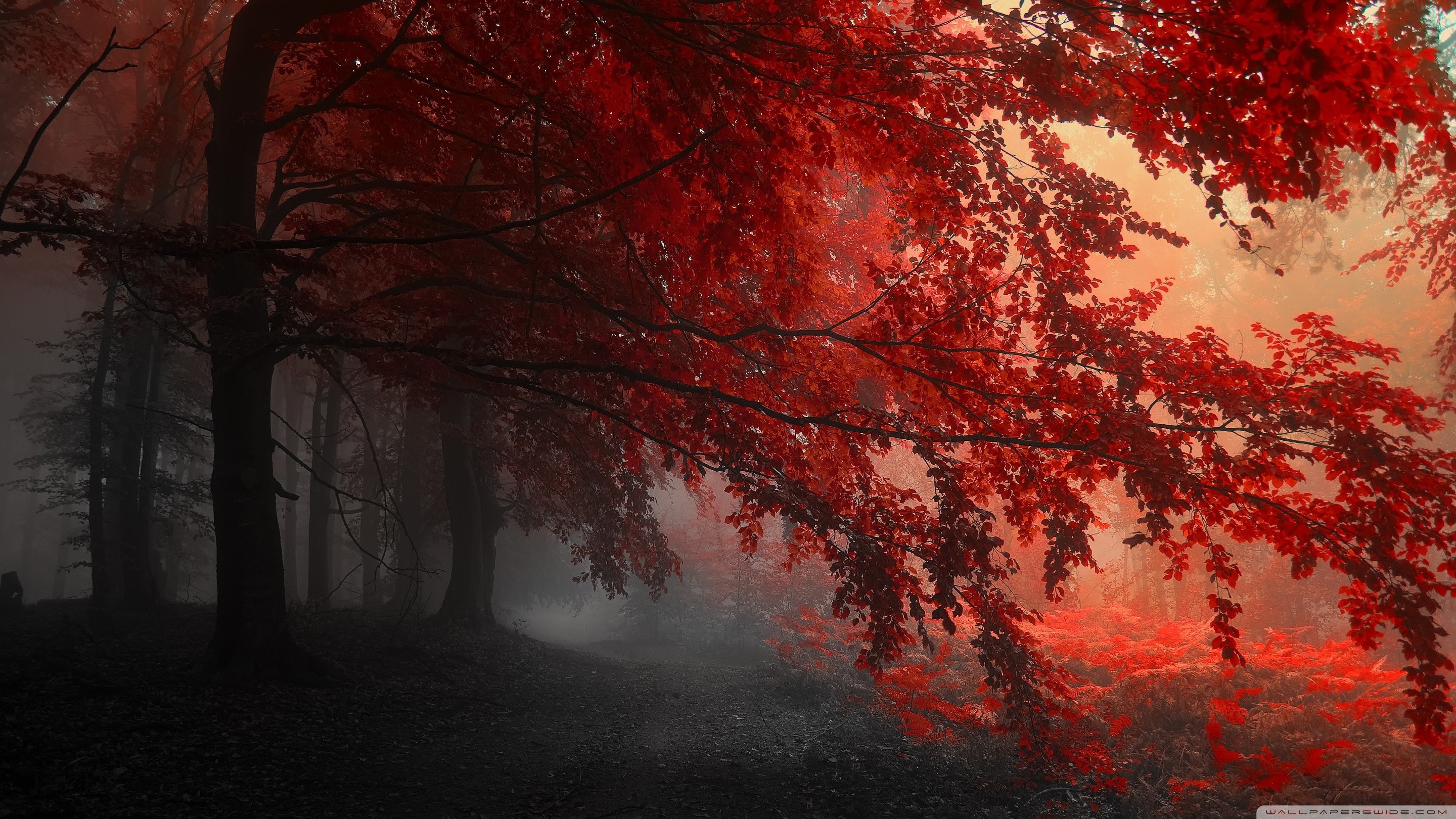 Red trees in a foggy forest landscape HD Wallpaper