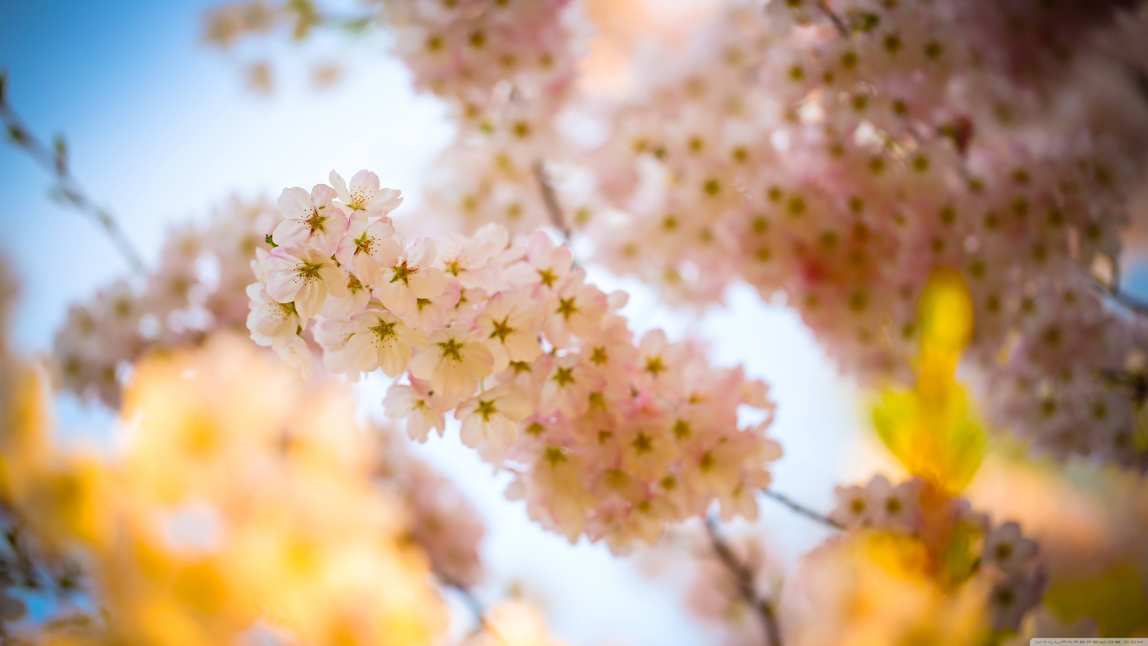 Close-up of delicate pink cherry blossoms against a blue sky HD Wallpaper
