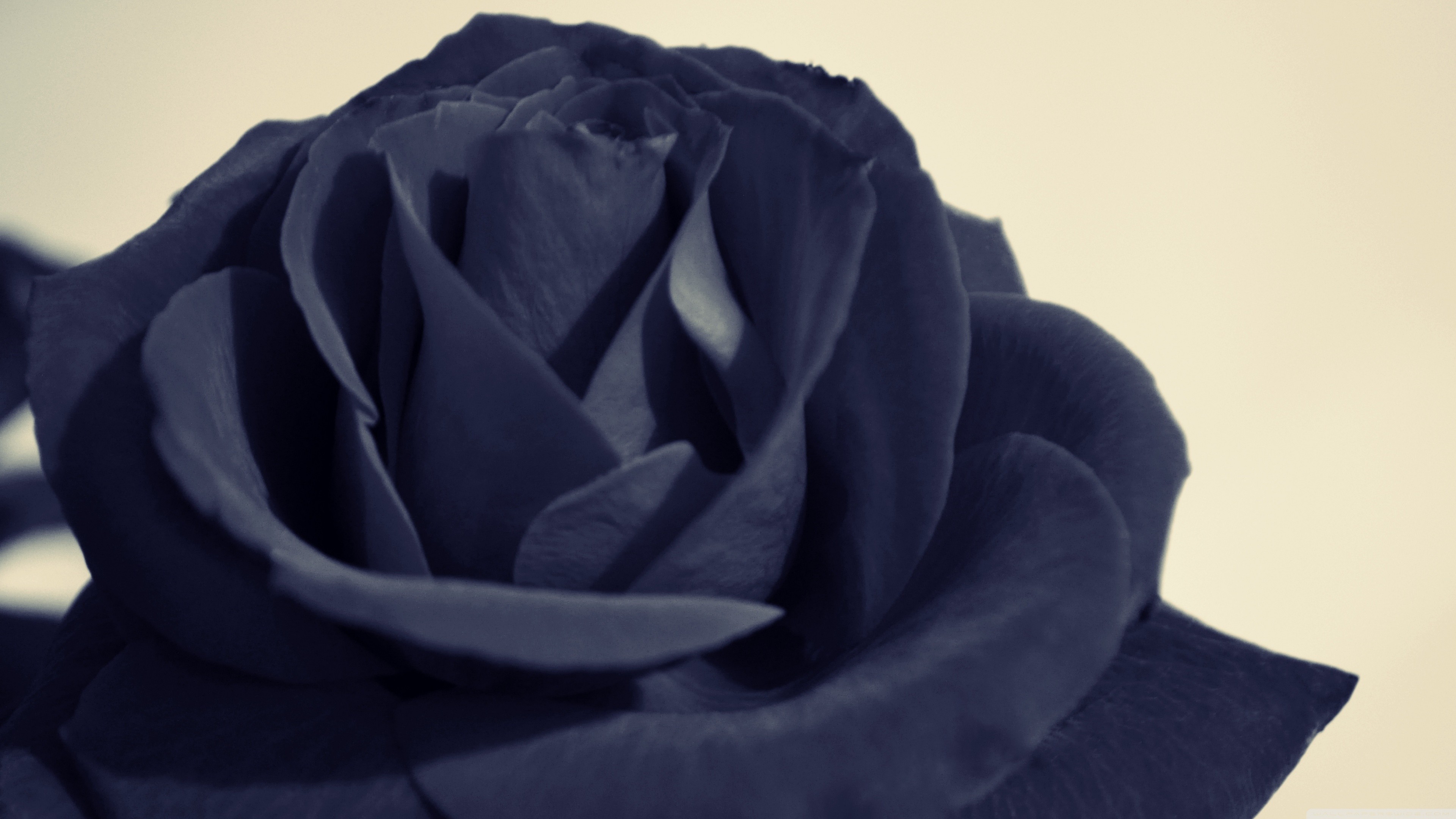 Close-up of a dark blue rose HD Wallpaper
