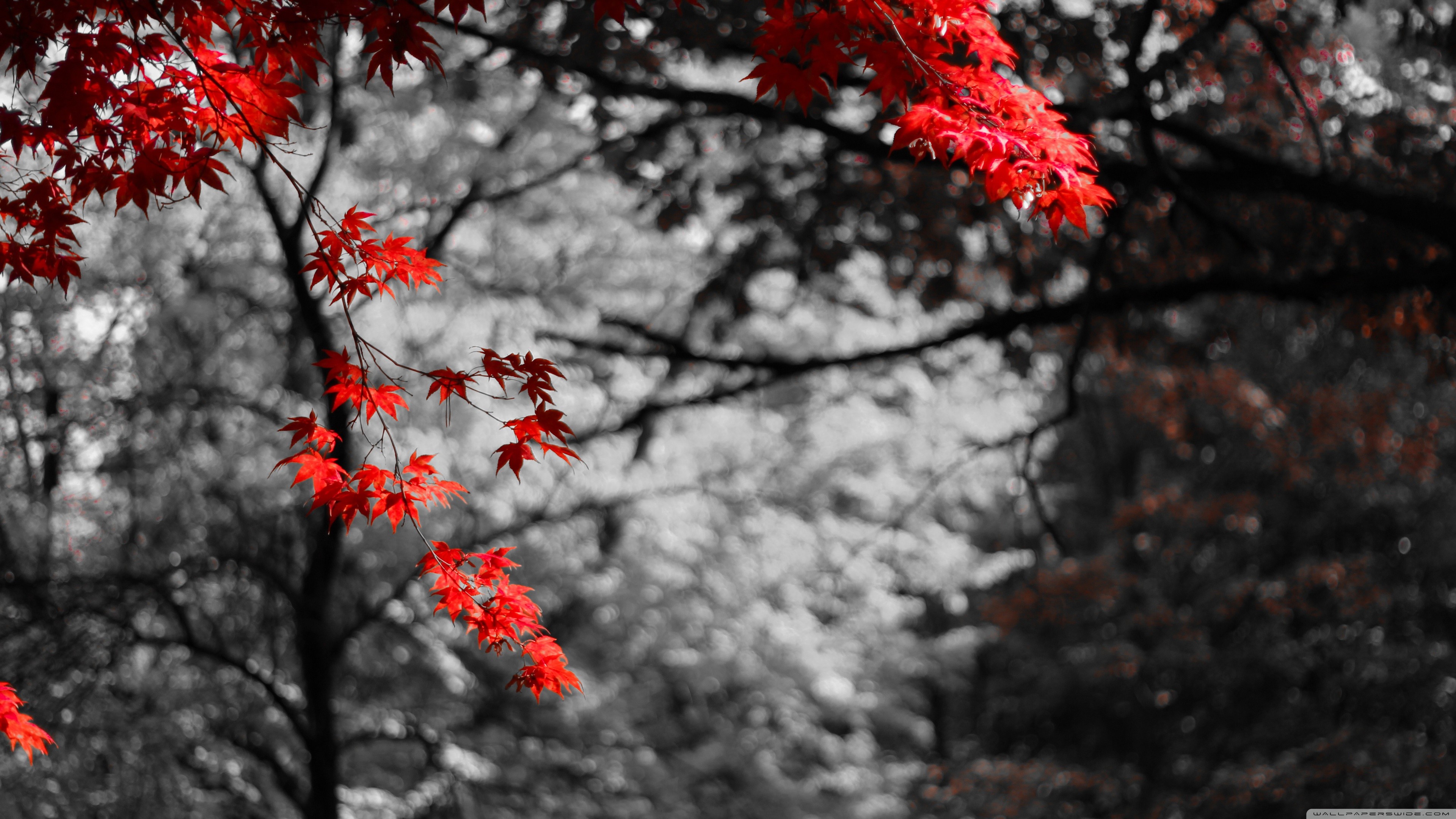 Red maple leaves on a tree with bokeh background HD Wallpaper
