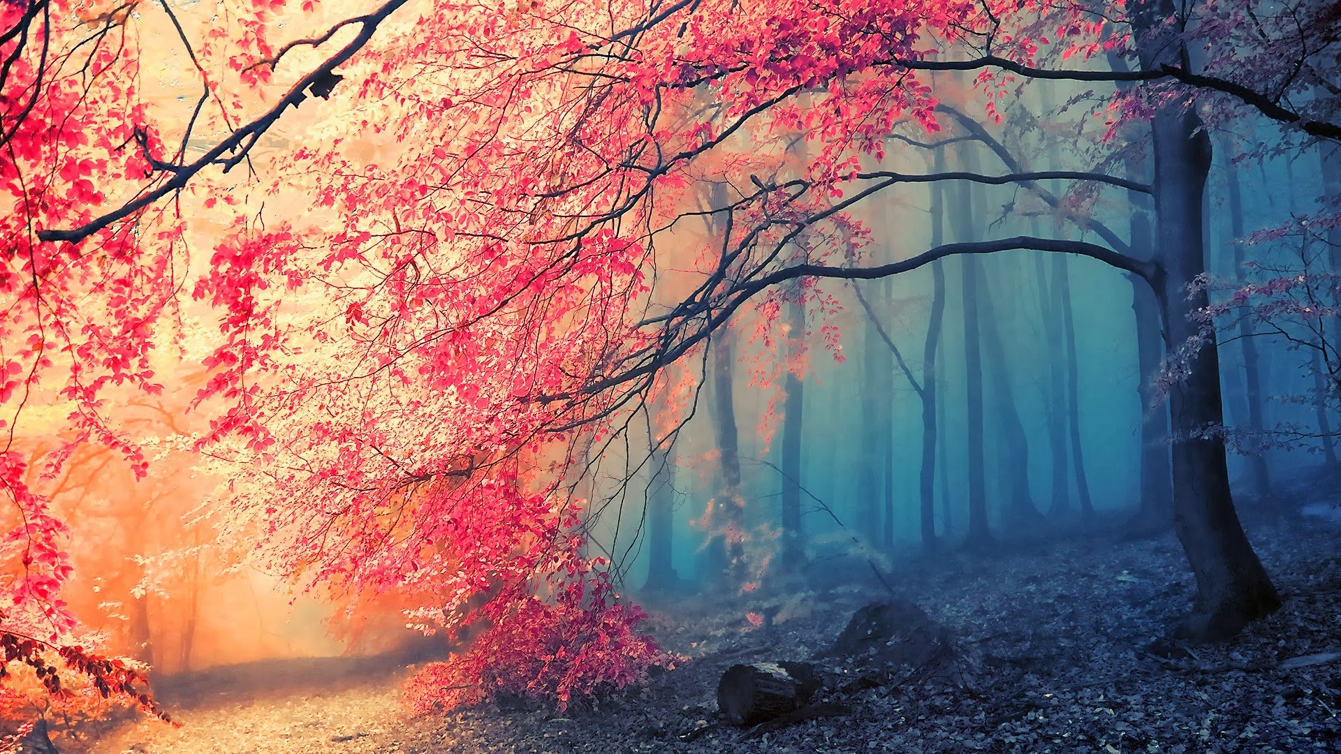 Fantasy forest with pink and blue trees HD Wallpaper