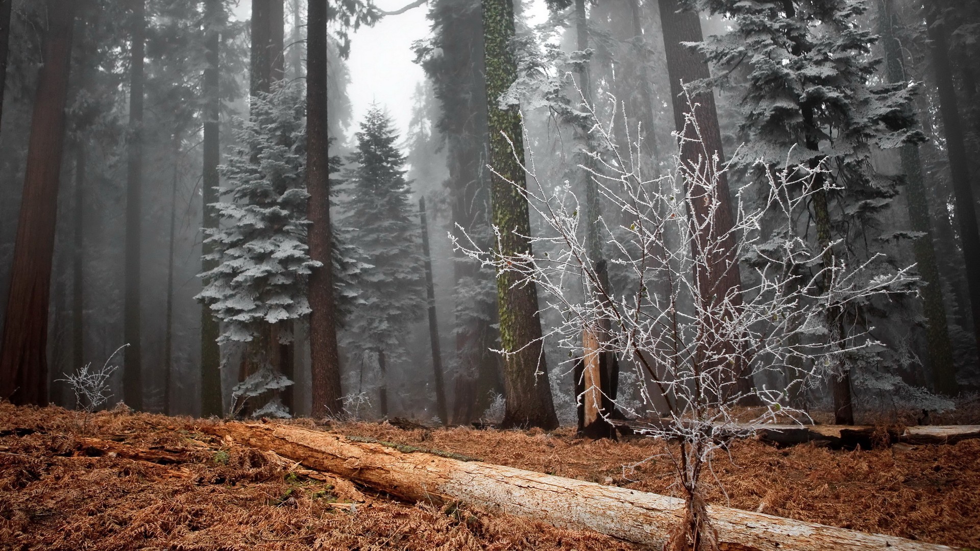 Misty winter forest with snow-covered trees and fallen log HD Wallpaper