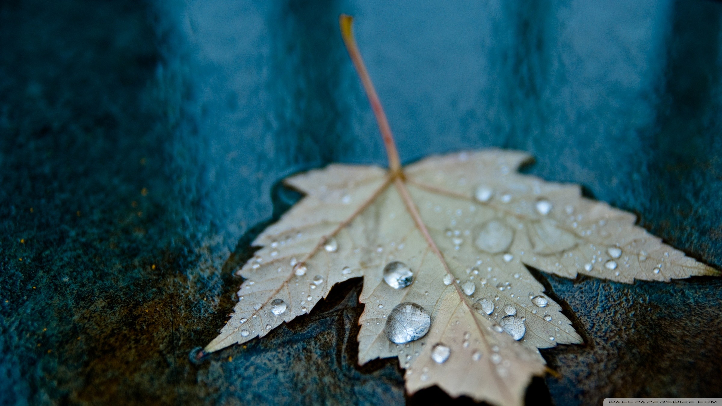 Close-up of a wet maple leaf with water droplets HD Wallpaper