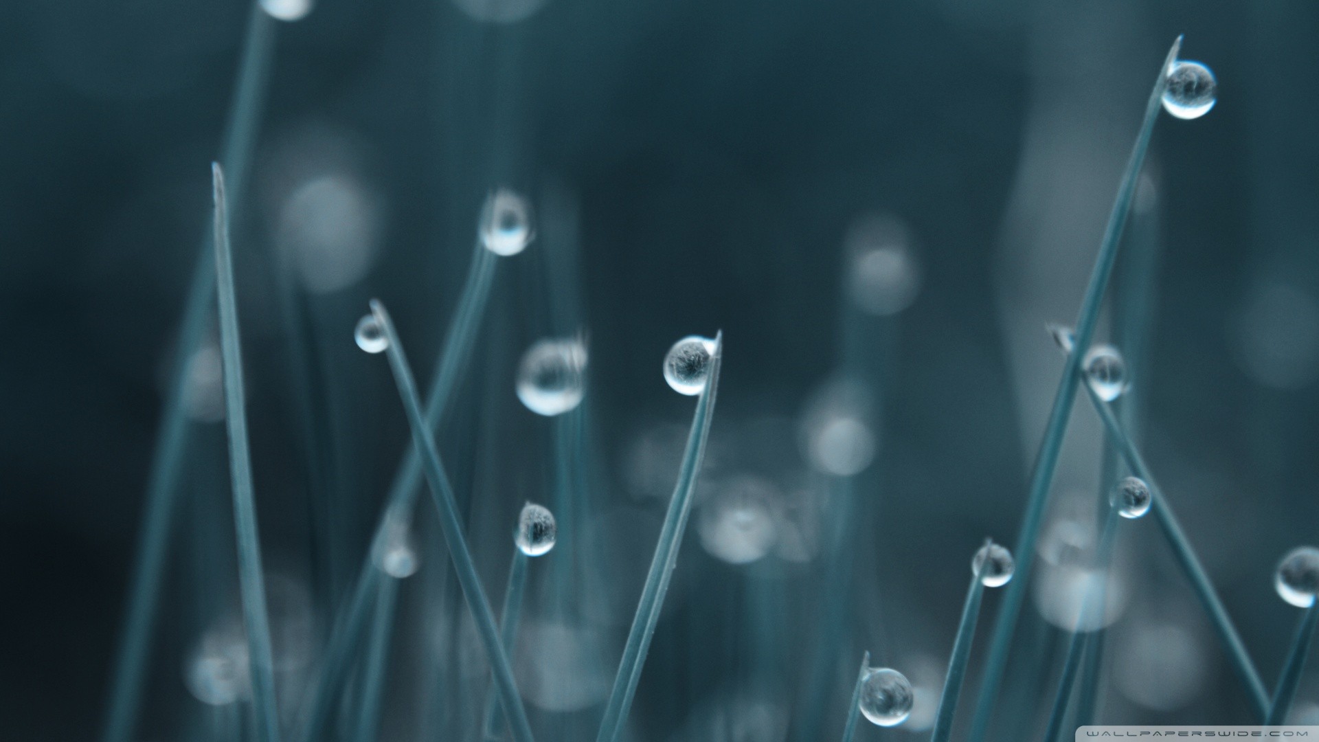Macro view of grass with water drops and bokeh HD Wallpaper