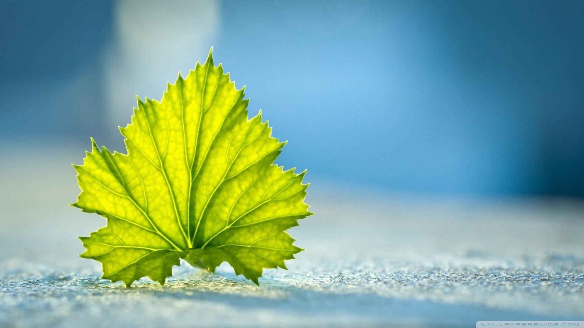Close-up of a backlit green leaf HD Wallpaper