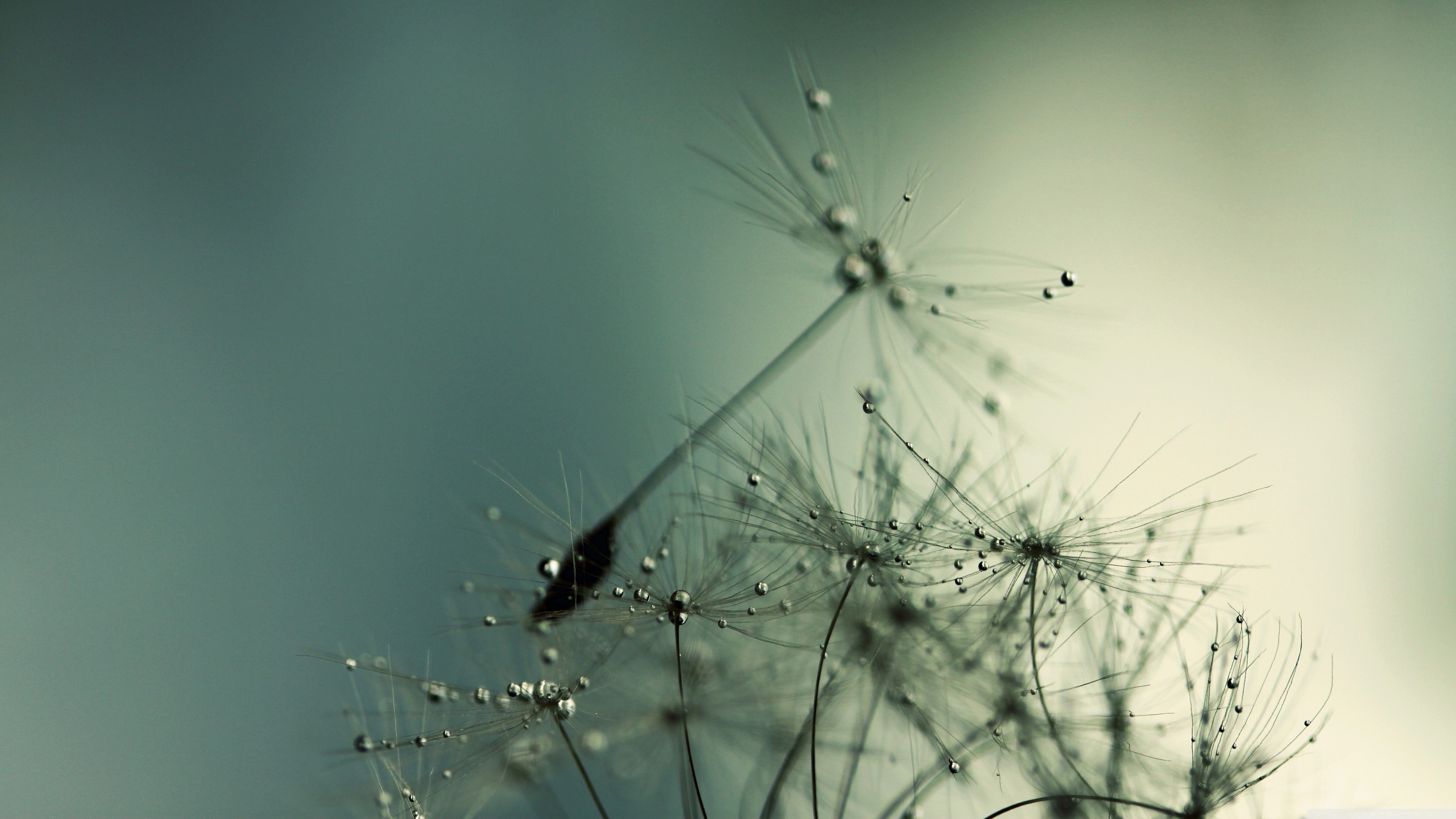 Macro view of dandelion seeds with water drops HD Wallpaper