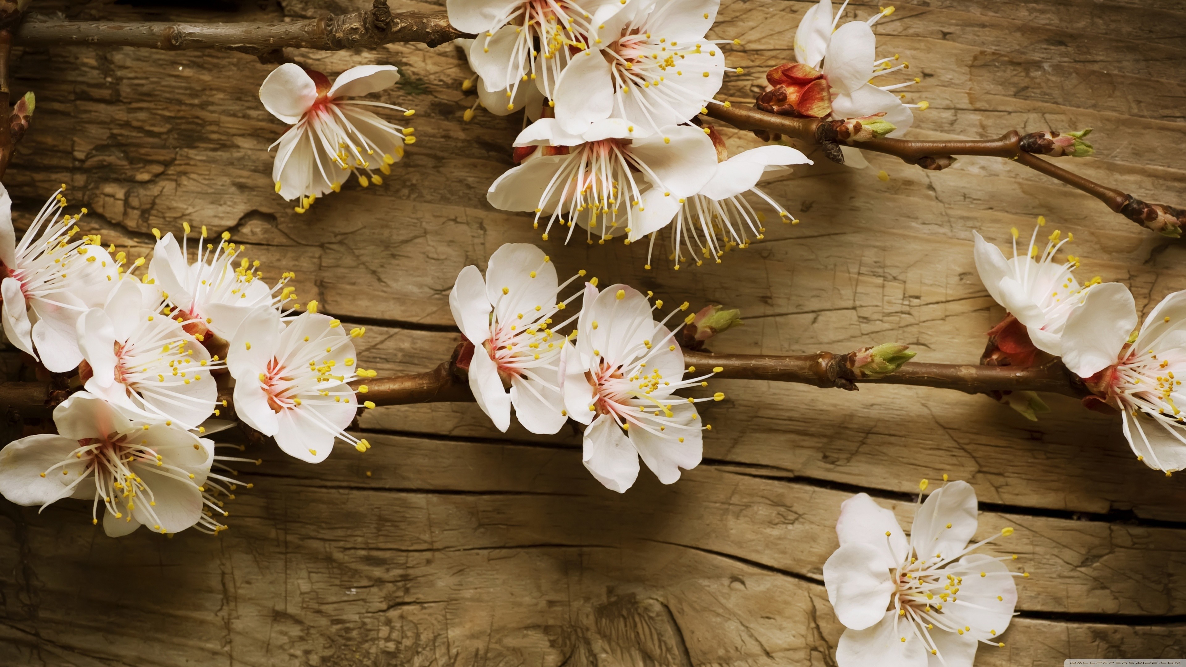 plants, flowers, nature HD Wallpaper